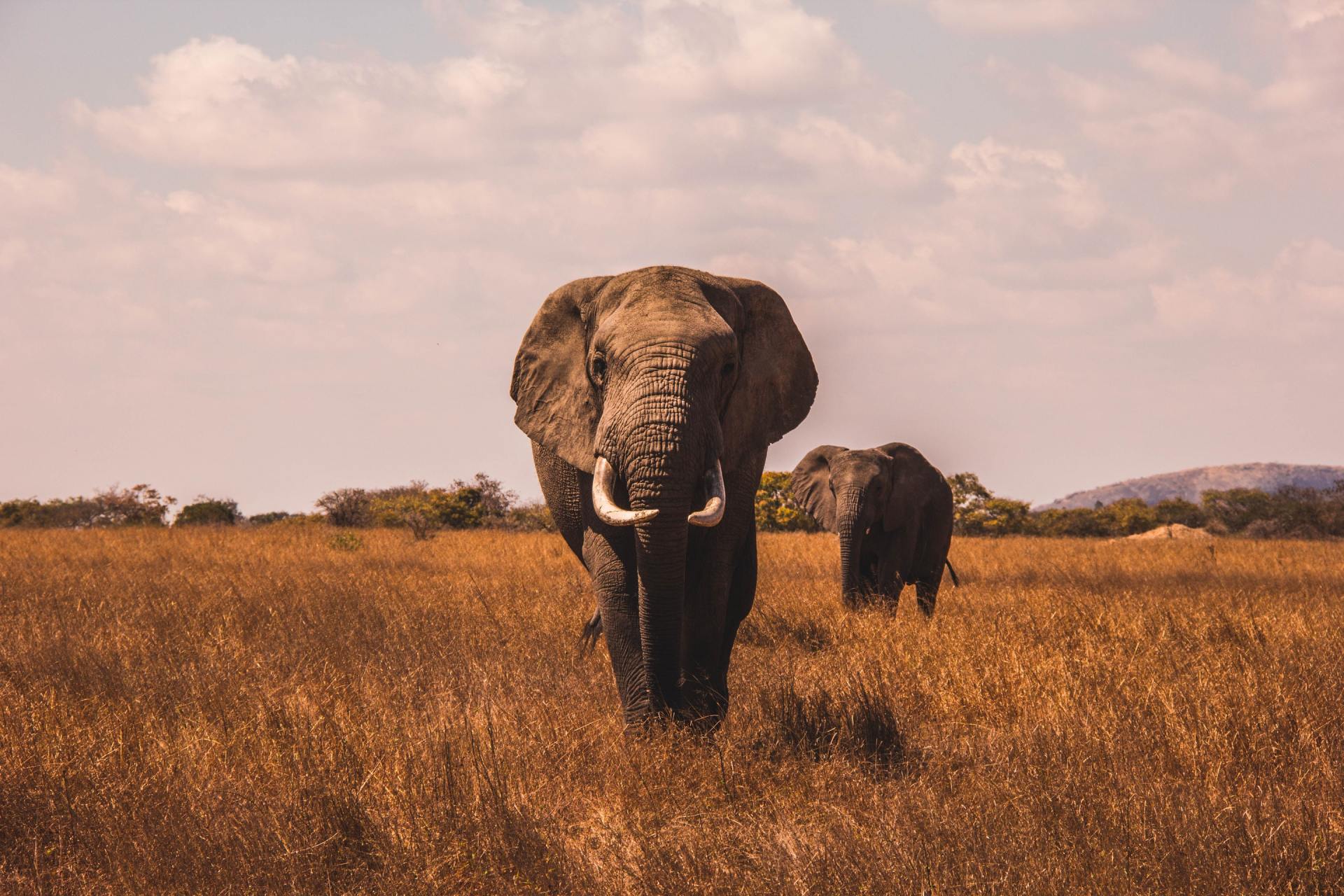 Two elephants are walking across a dry grass field.