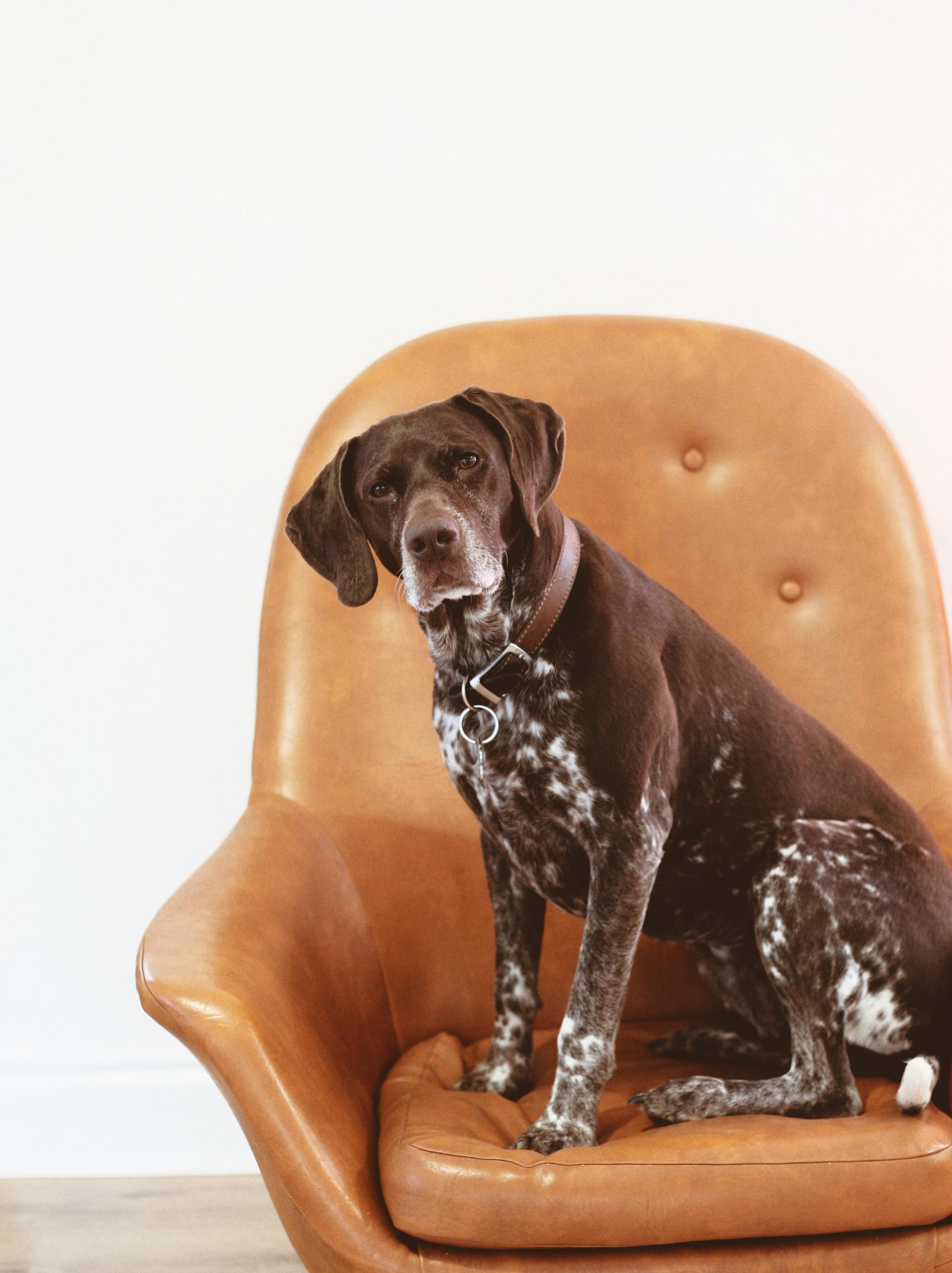 A dog on a brown arm chair