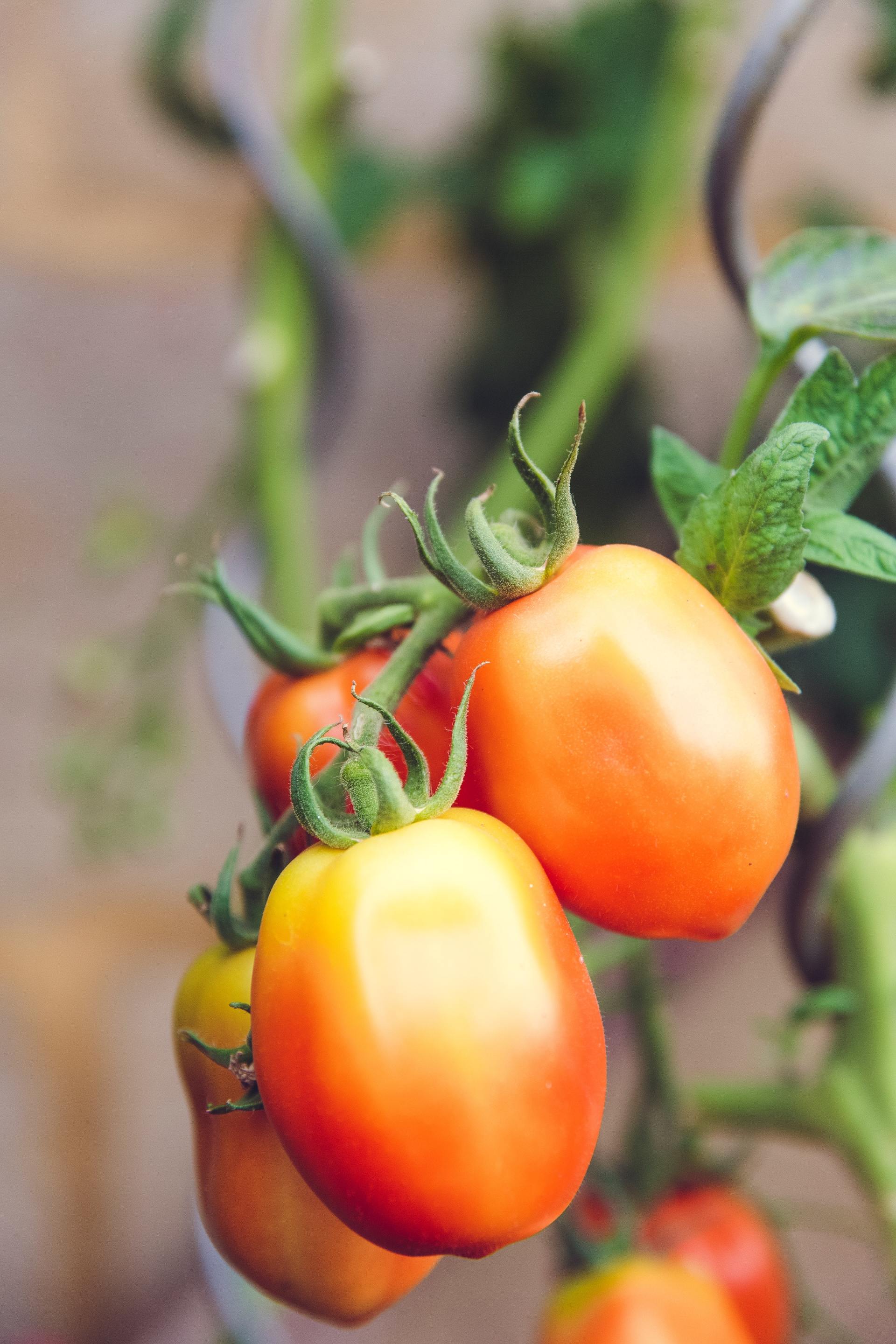 A bunch of tomatoes are growing on a vine.