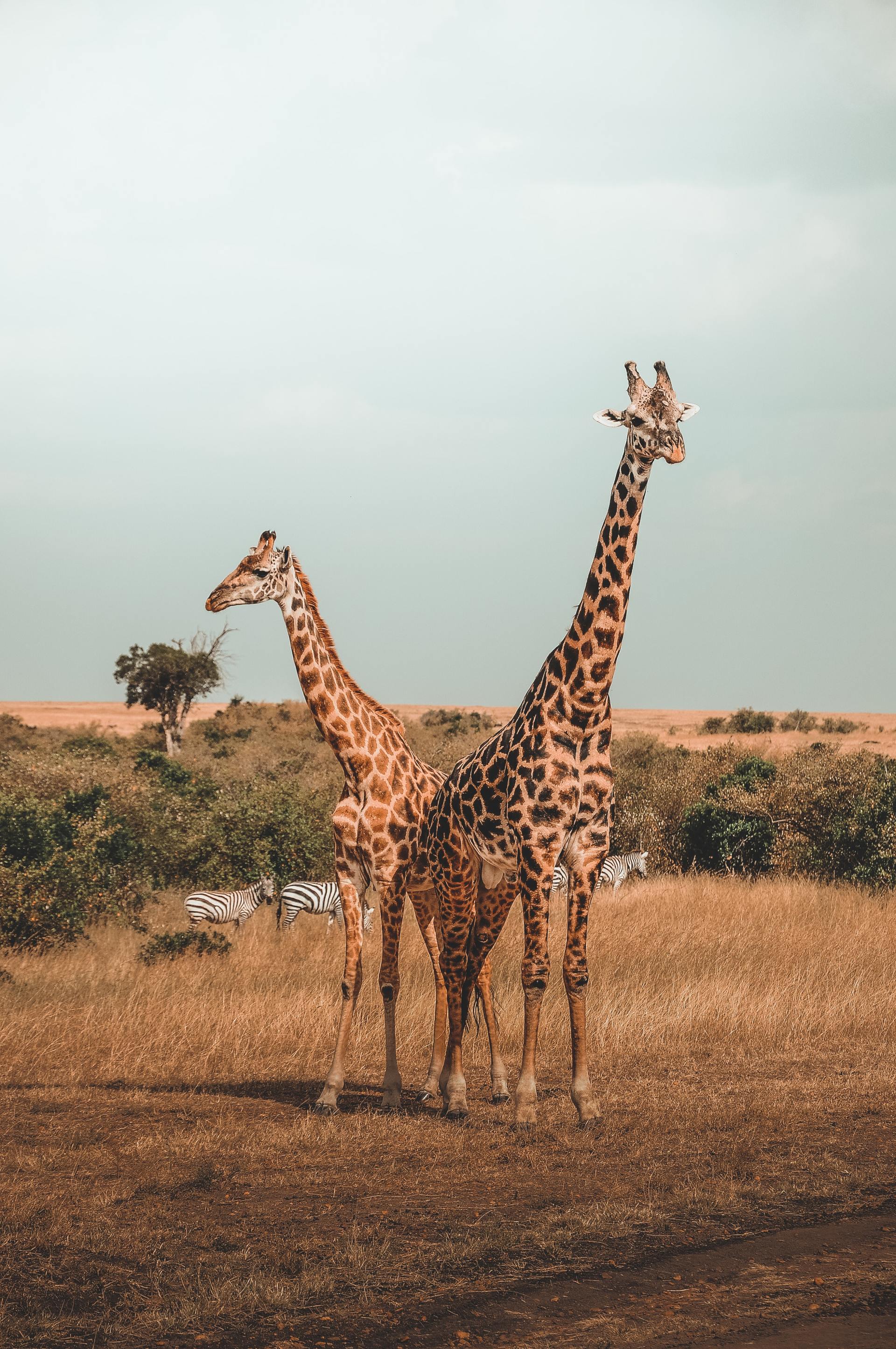 Two giraffes are standing next to each other in a field.