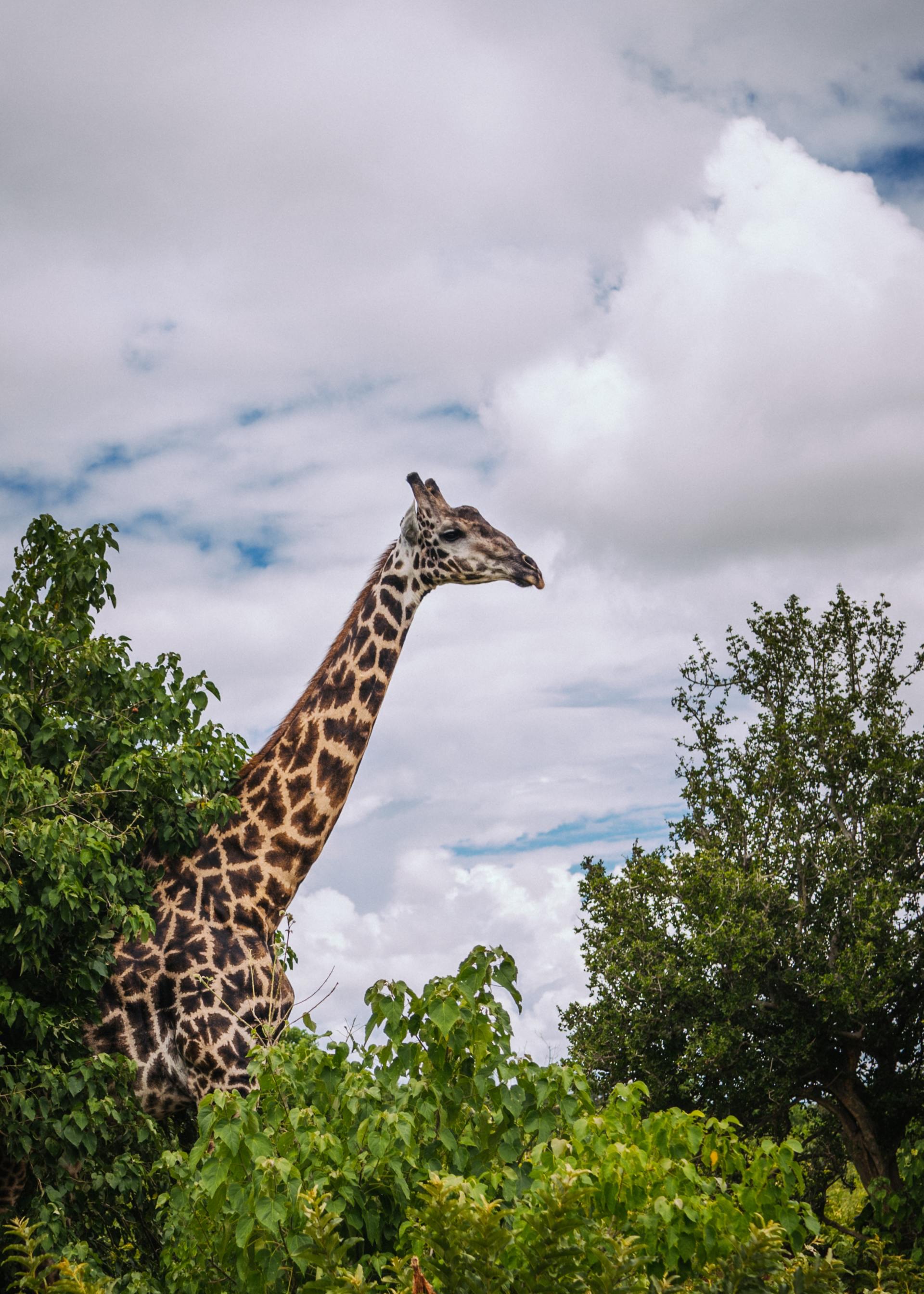 A giraffe is standing in the trees looking up at the sky.