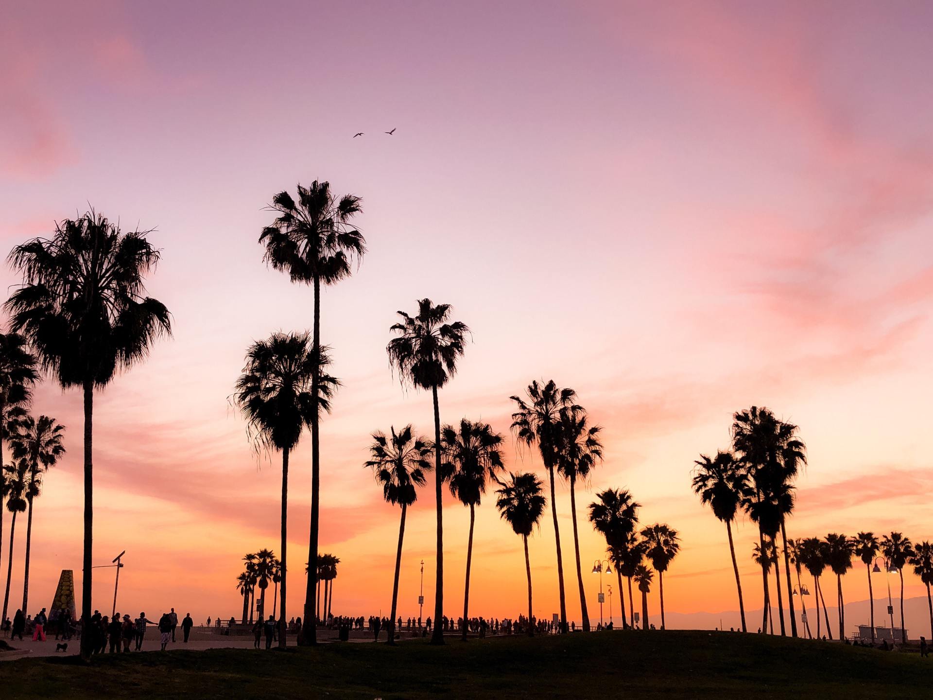 Southern California sunset, palm trees