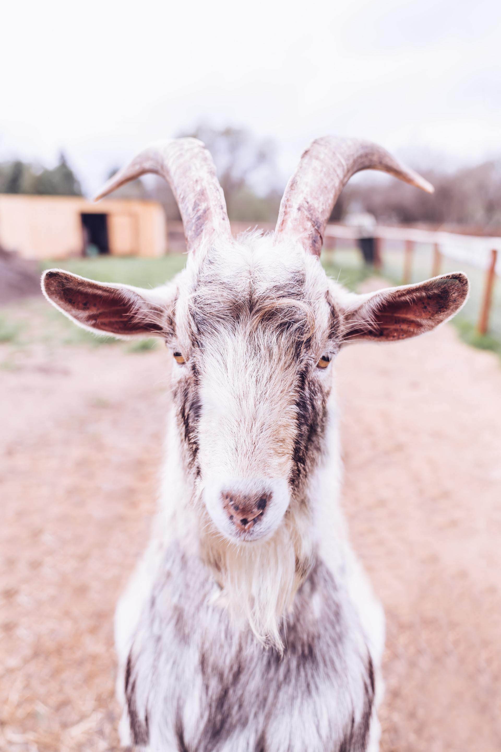 A close up of a goat with horns looking at the camera.