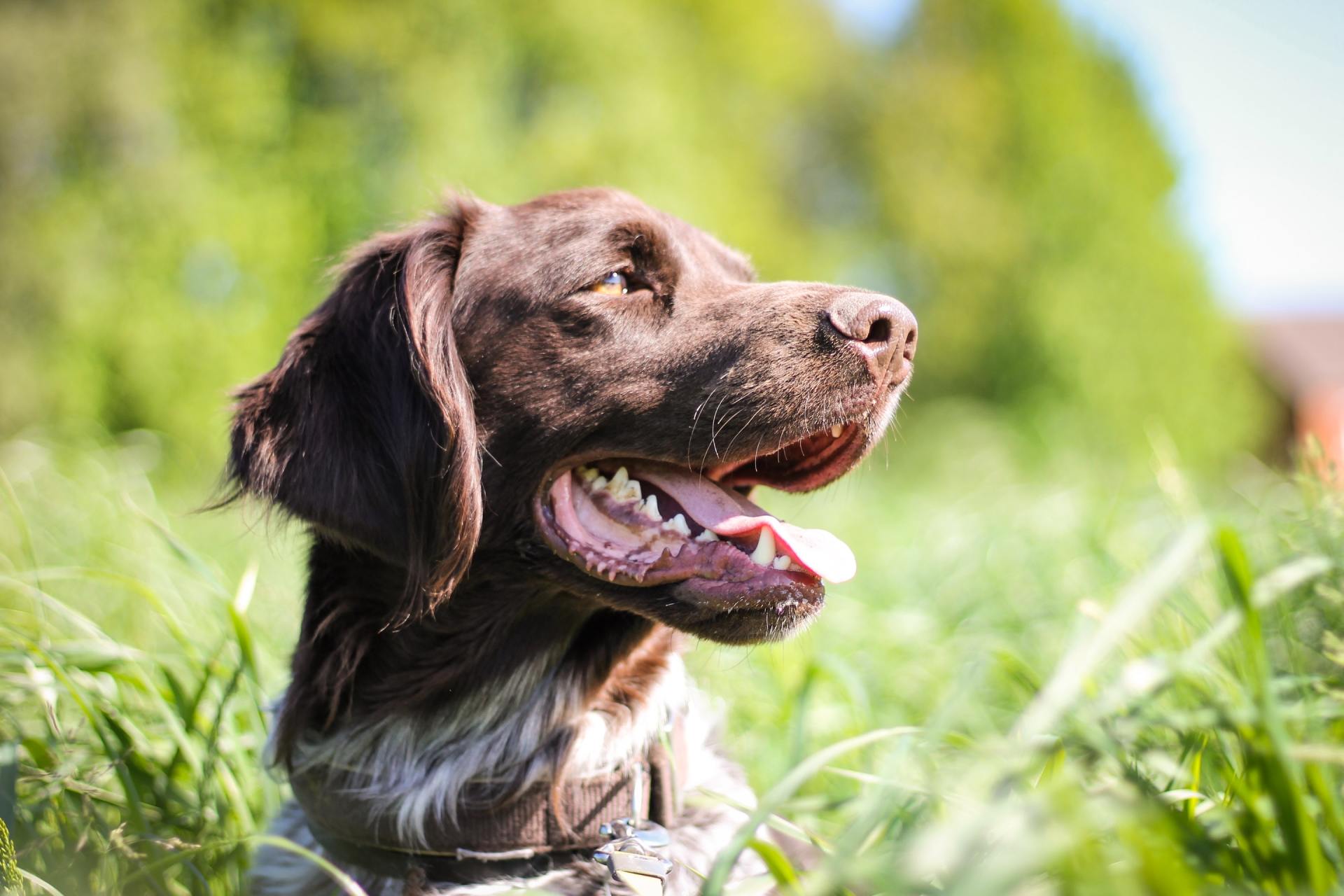 Corporate Pheasant Hunts