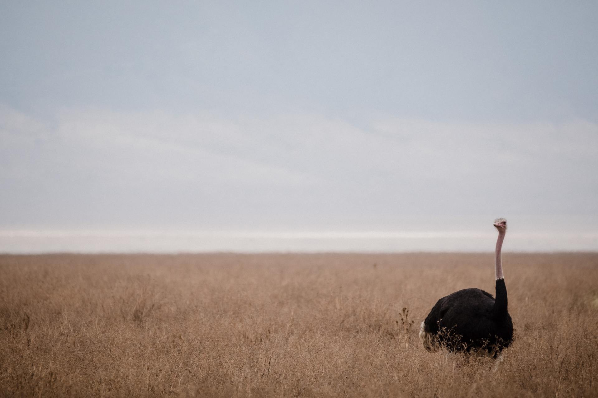 single male ostrich in a grassland in africa