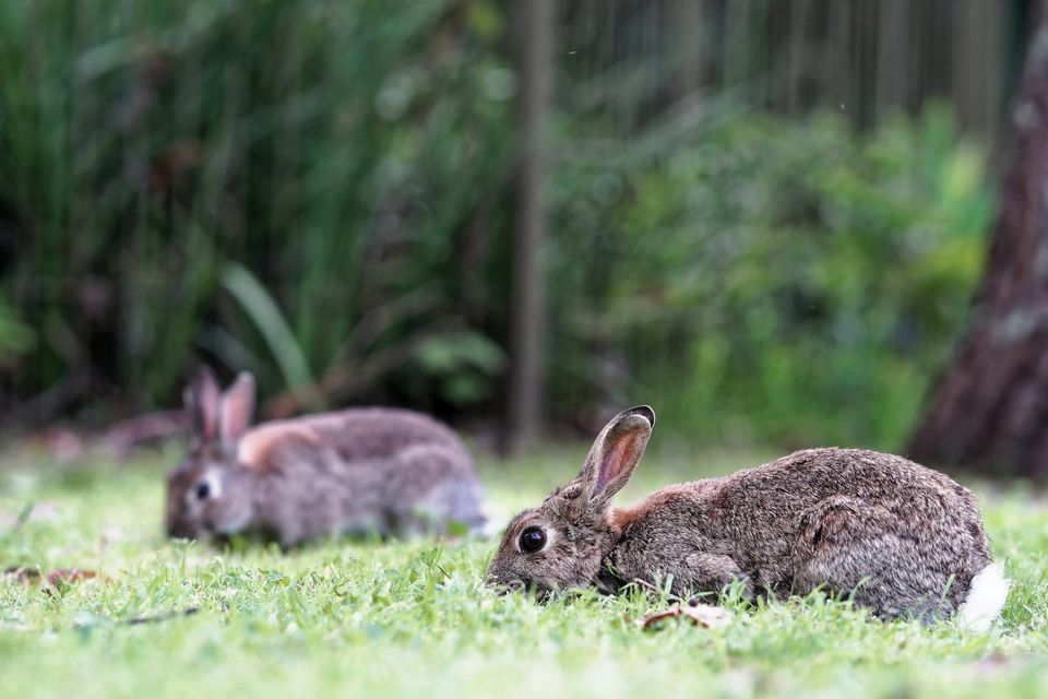 Rabbits Grazing on Grass