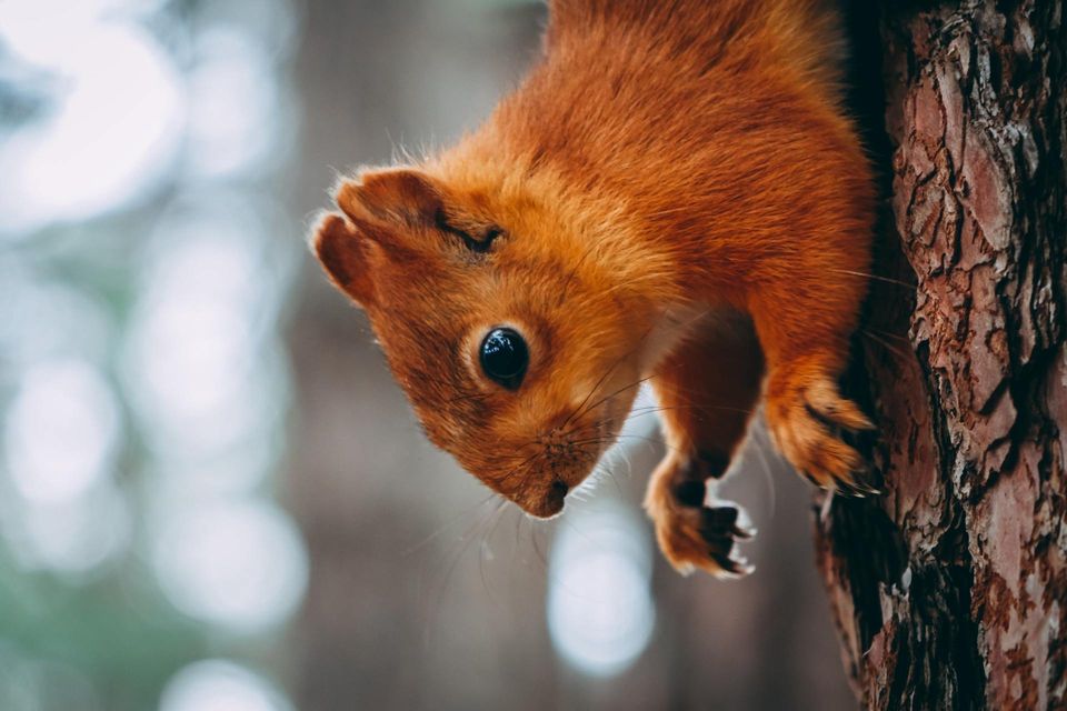 Red Squirrel on a Tree