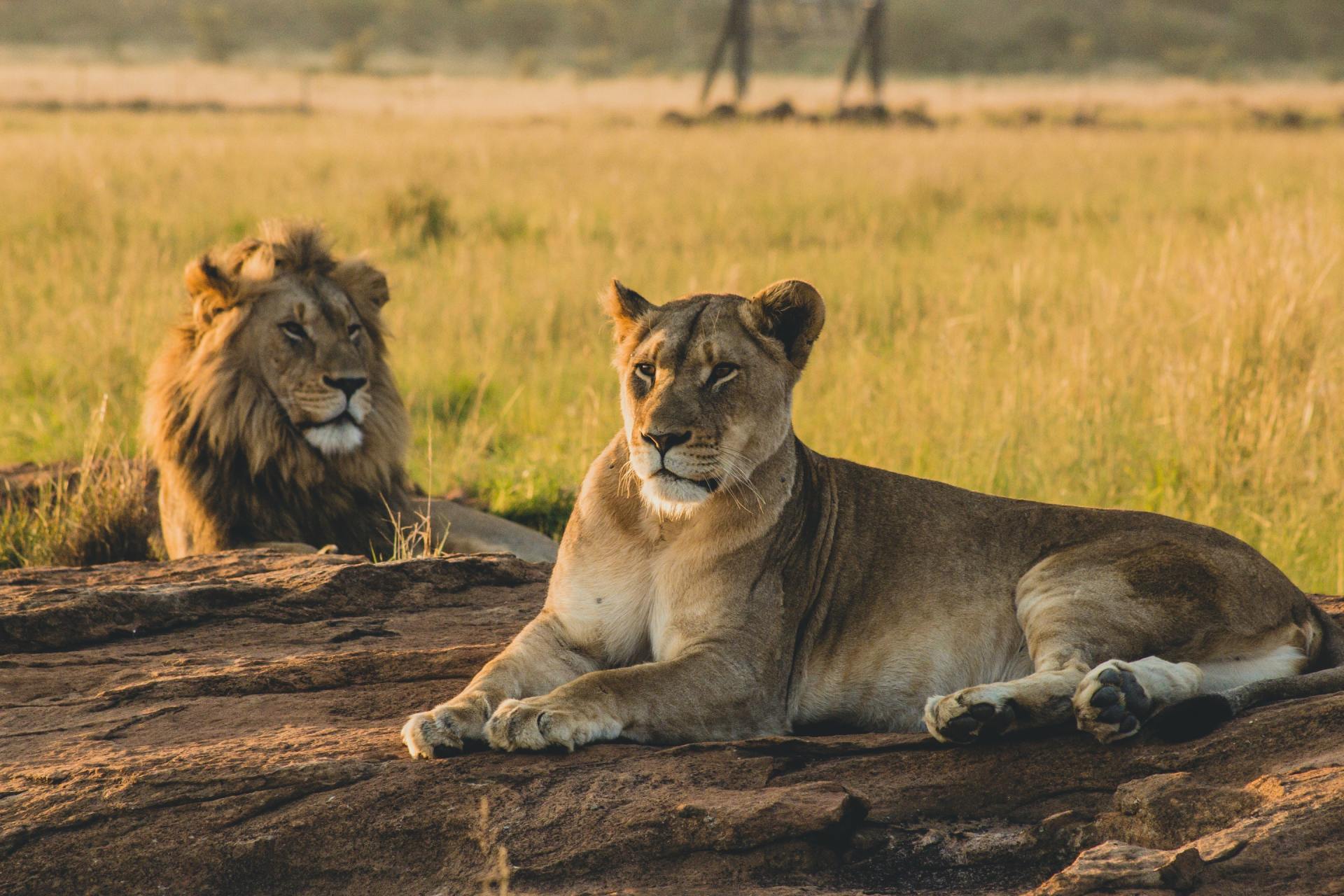 Two lions are laying on a rock in the middle of a field.
