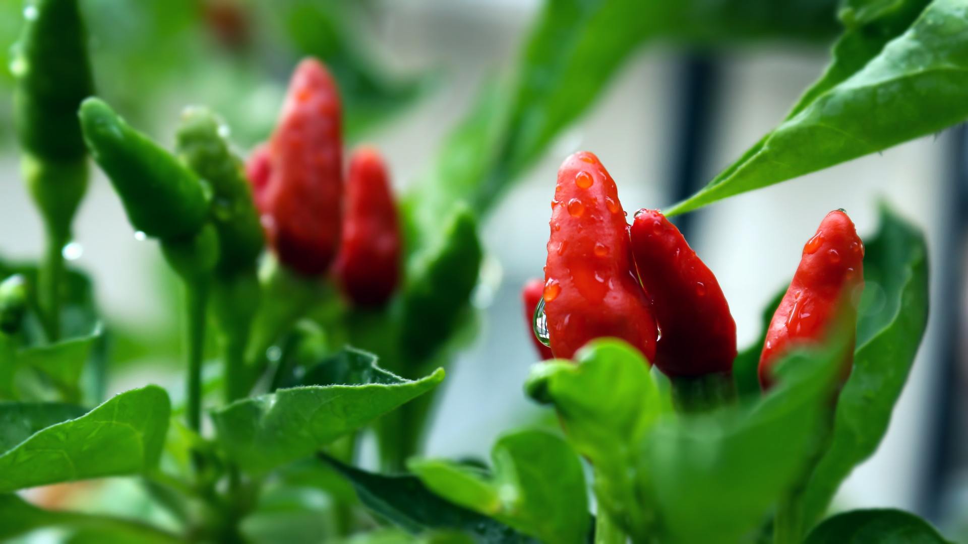 A close up of a red pepper on a plant with green leaves.