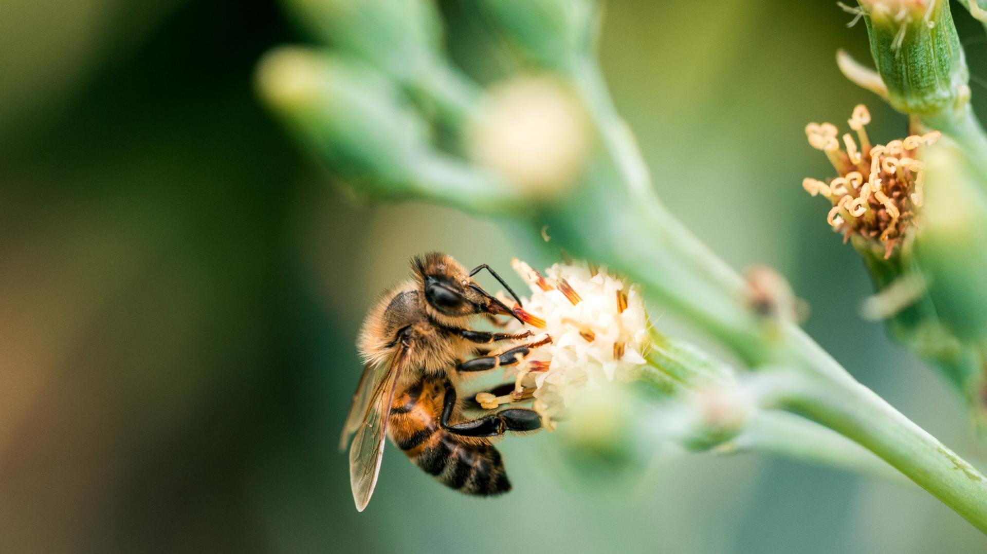 A close up of a bee sitting on a flower.