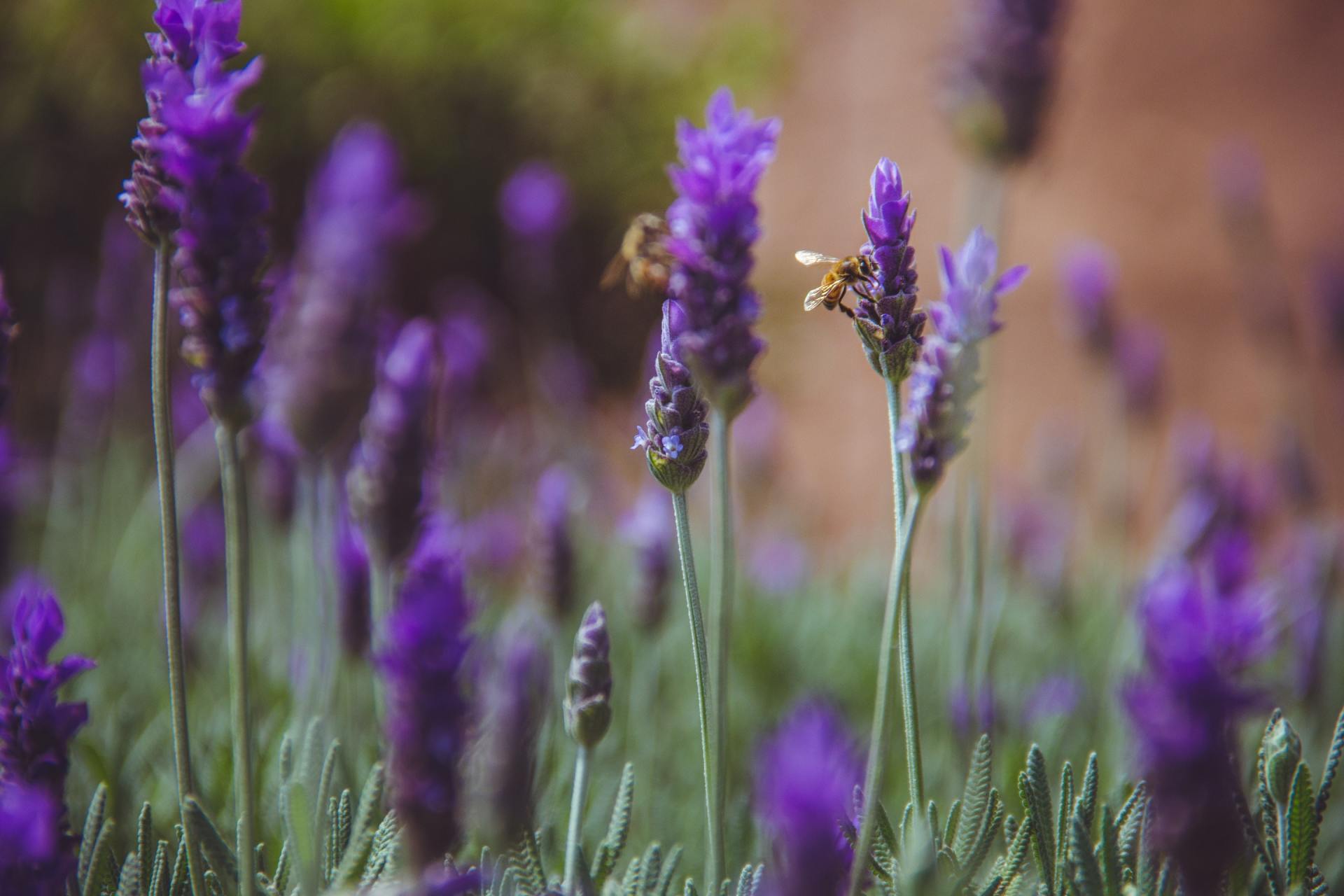 A bee is sitting on a purple flower in a field.