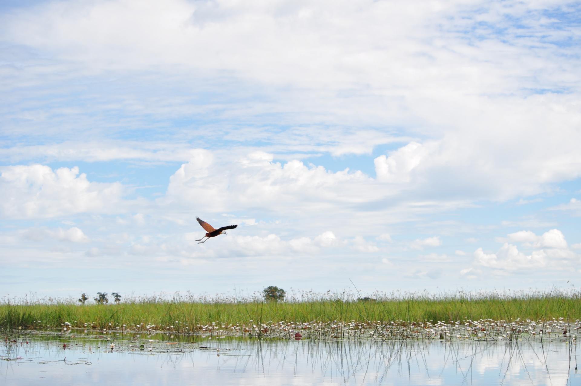 A flamingo is flying over a swamp on a sunny day.