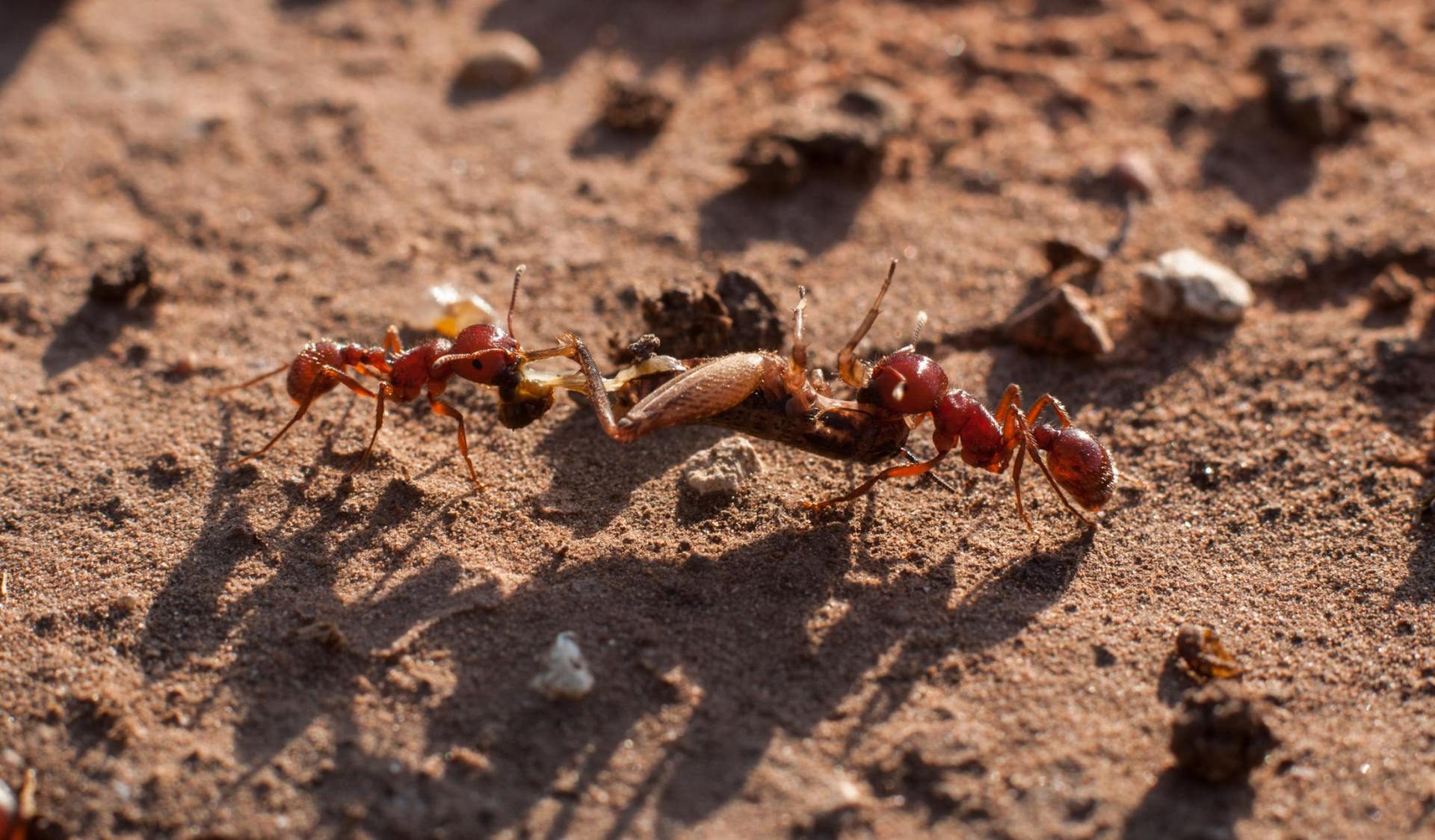 ant queen