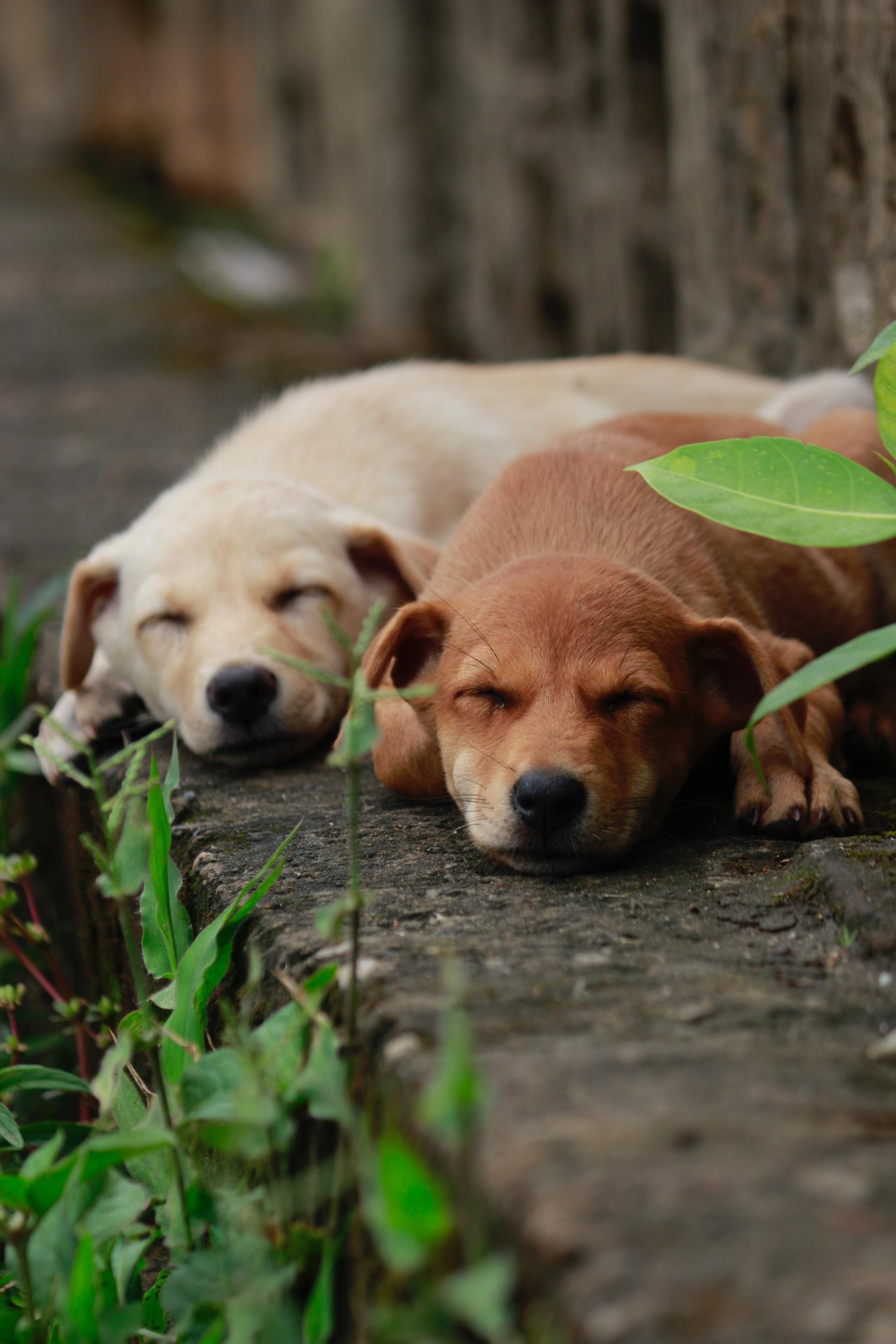 A white and brown dog laying outside on the ground