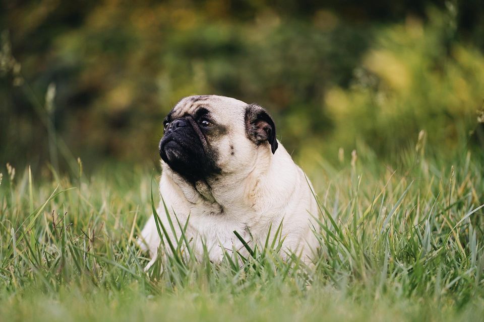 PET OBESITY CONTINUES TO CLIMB