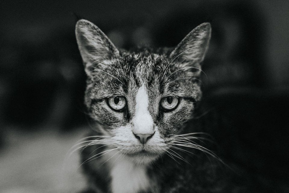 Stray Cat in Black and White