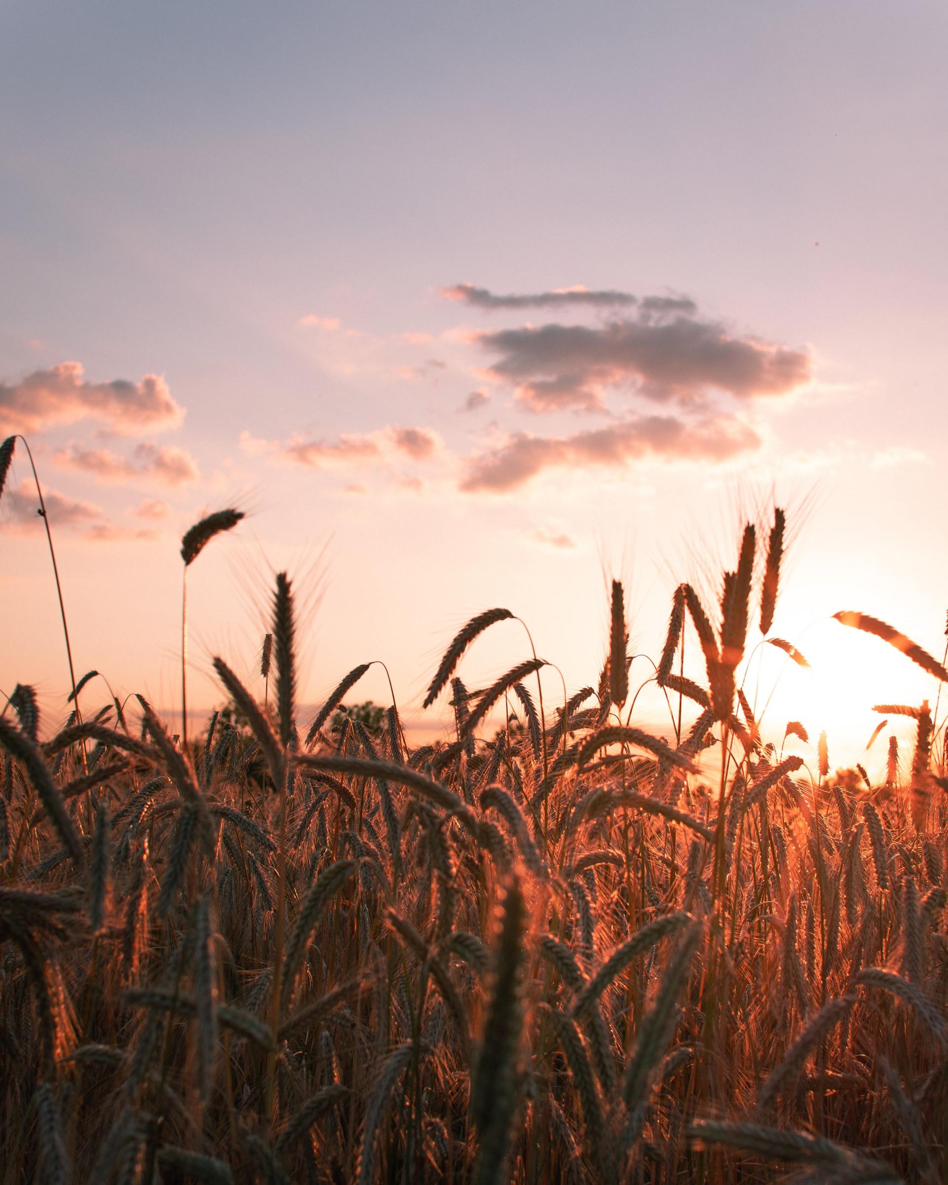 A field of wheat with a sunset in the background