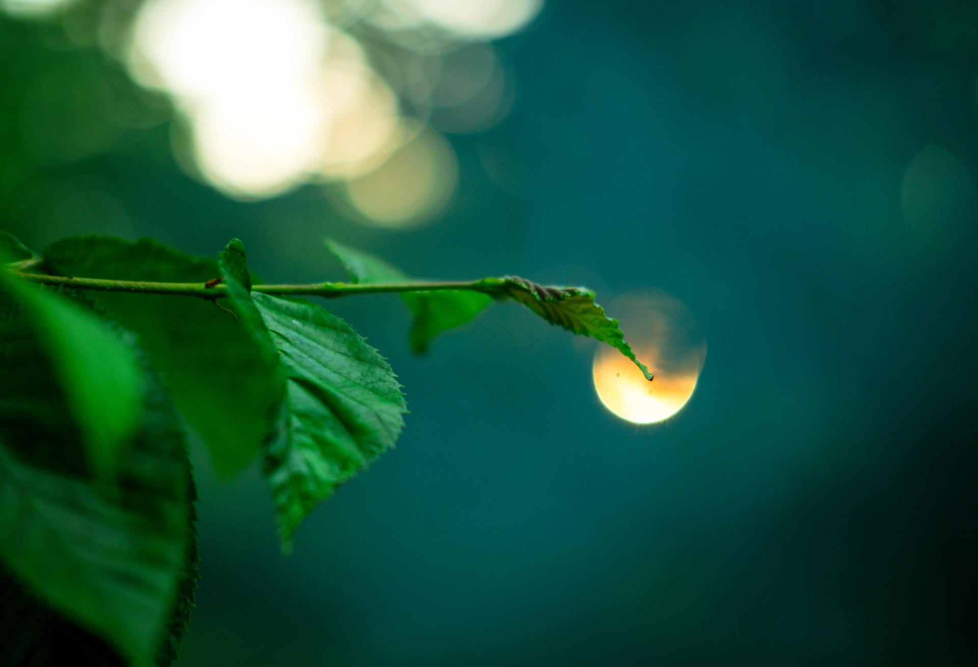 A close up of a green leaf with the moon in the background.