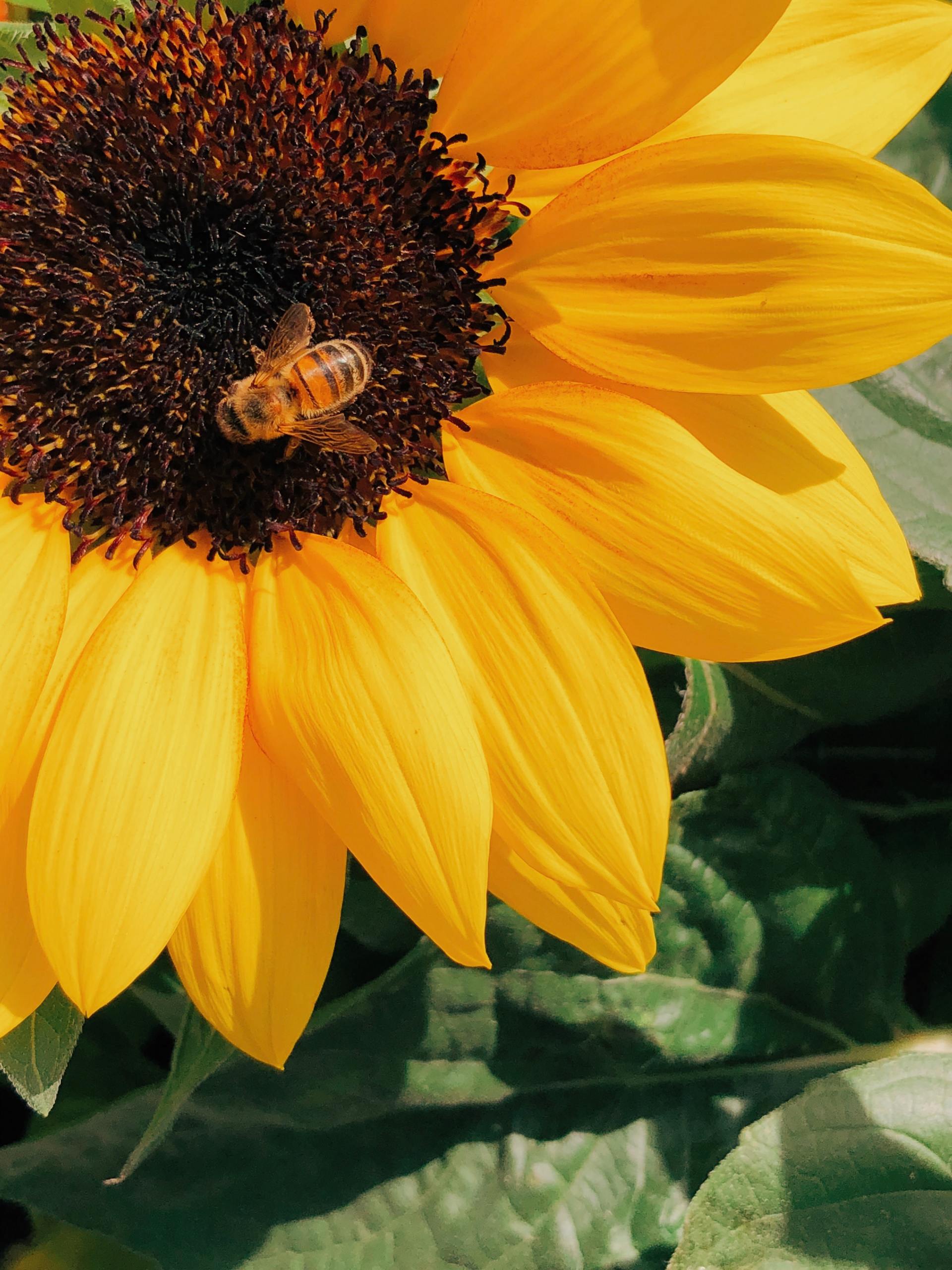 A close up of a sunflower with a bee on it