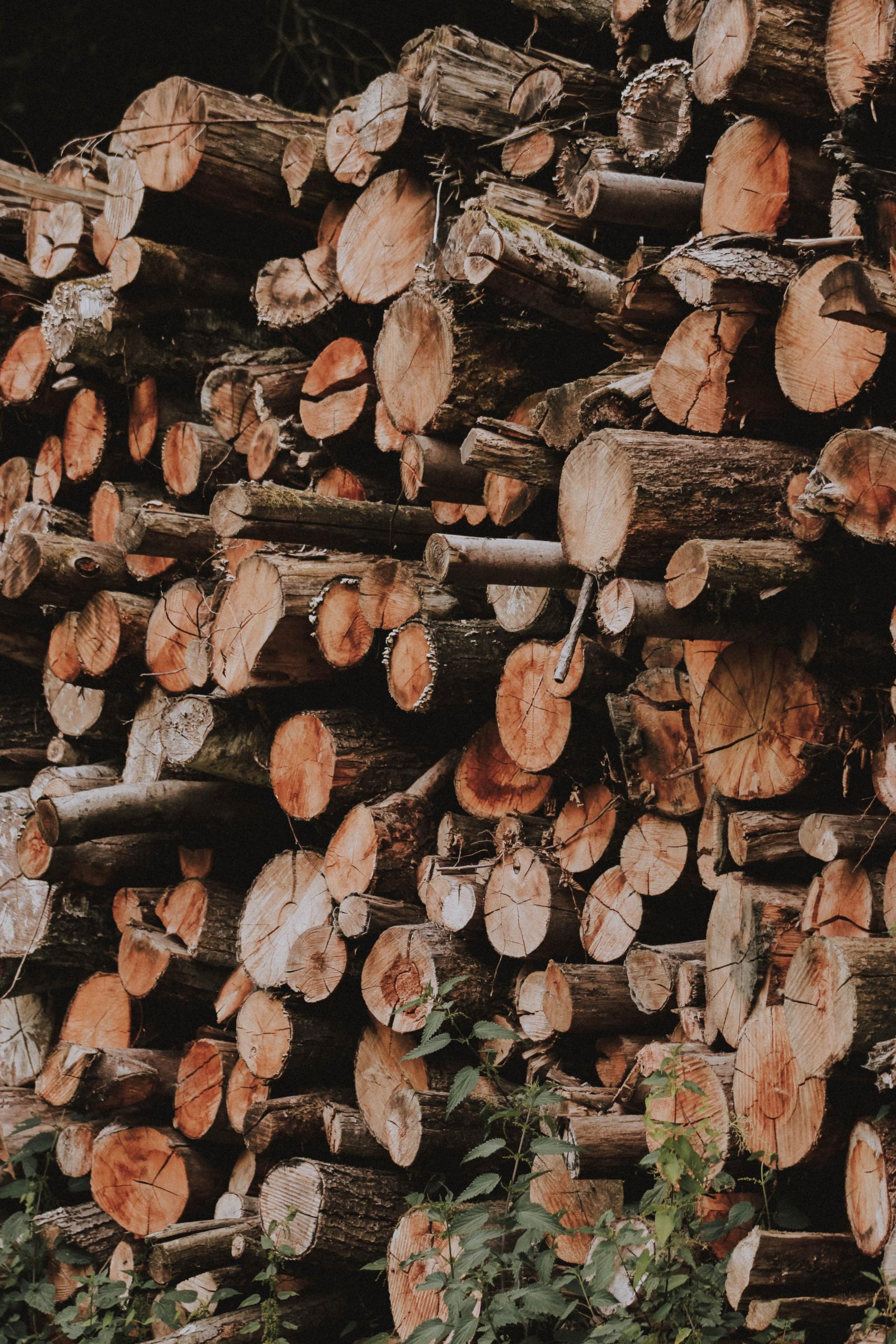 A pile of logs stacked on top of each other in a forest.