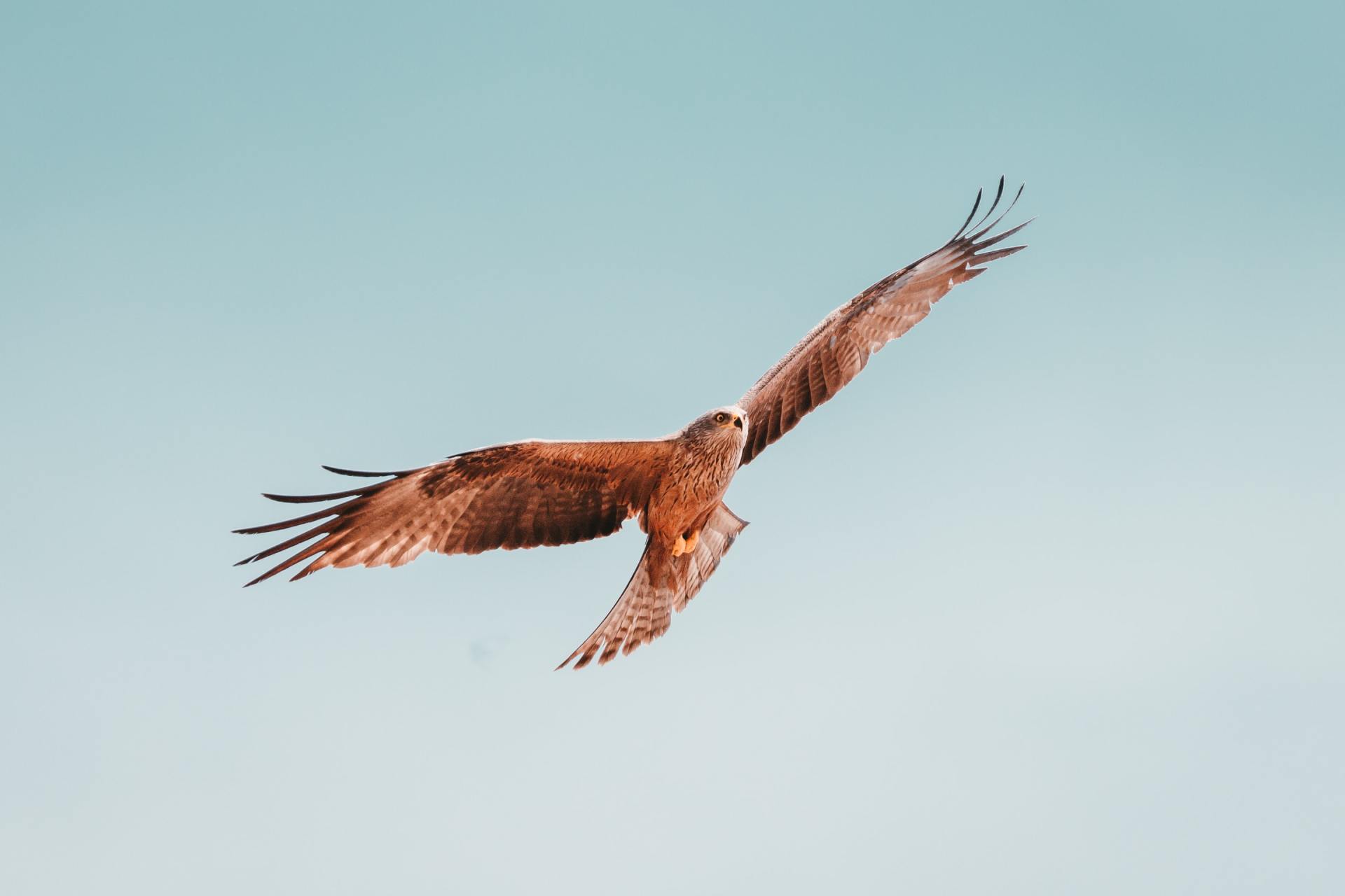 hawk soaring through a light blue sky