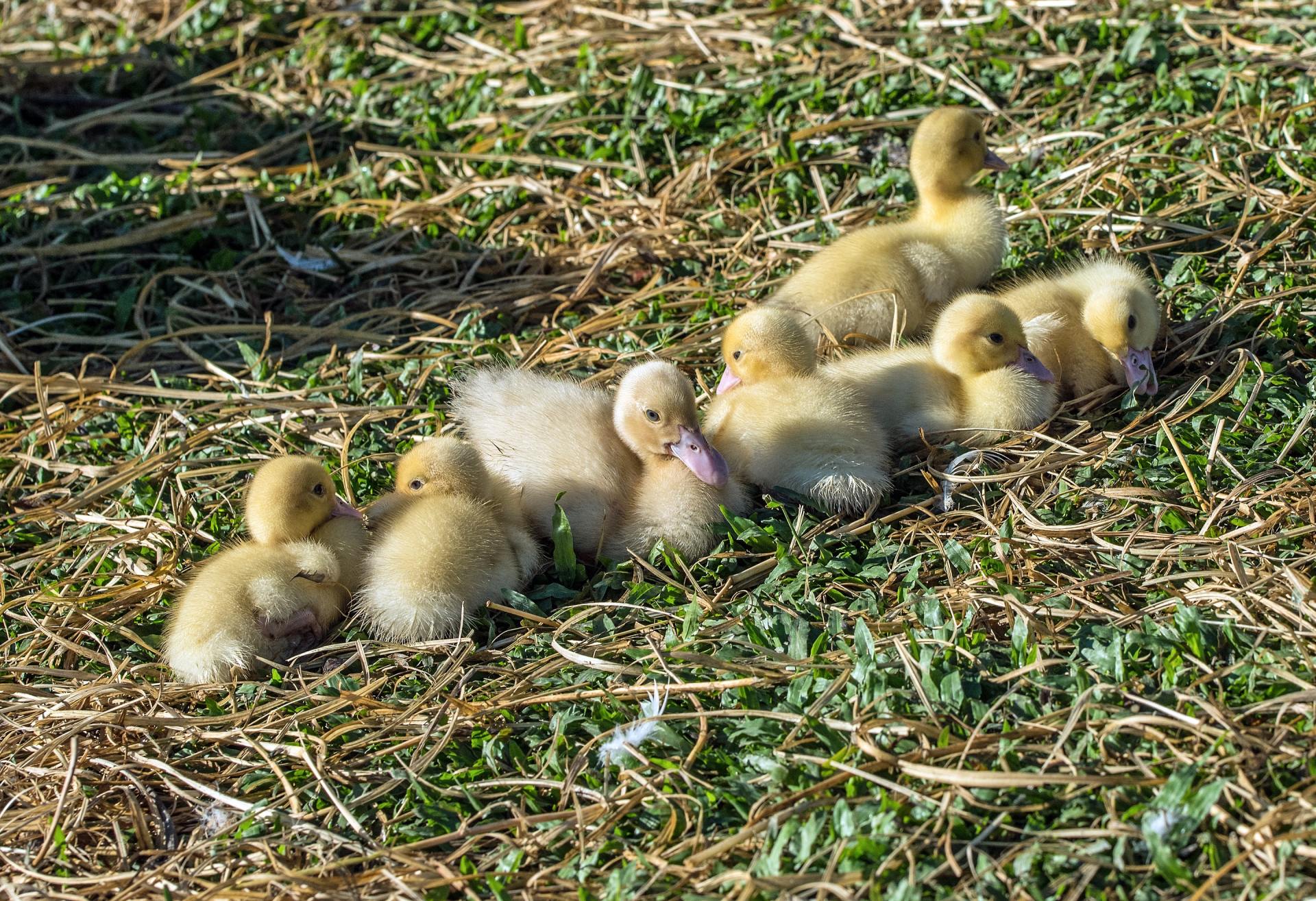 a line of ducklings image