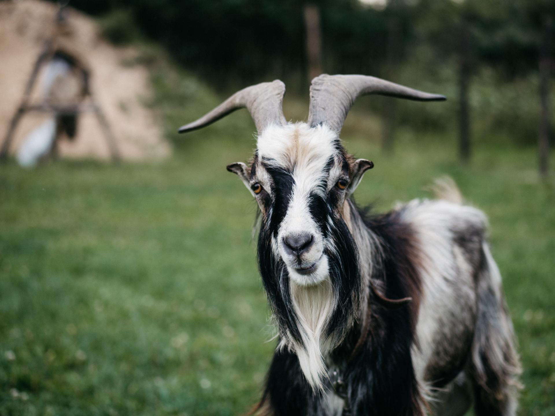 Caring For A Nigerian Dwarf Goat