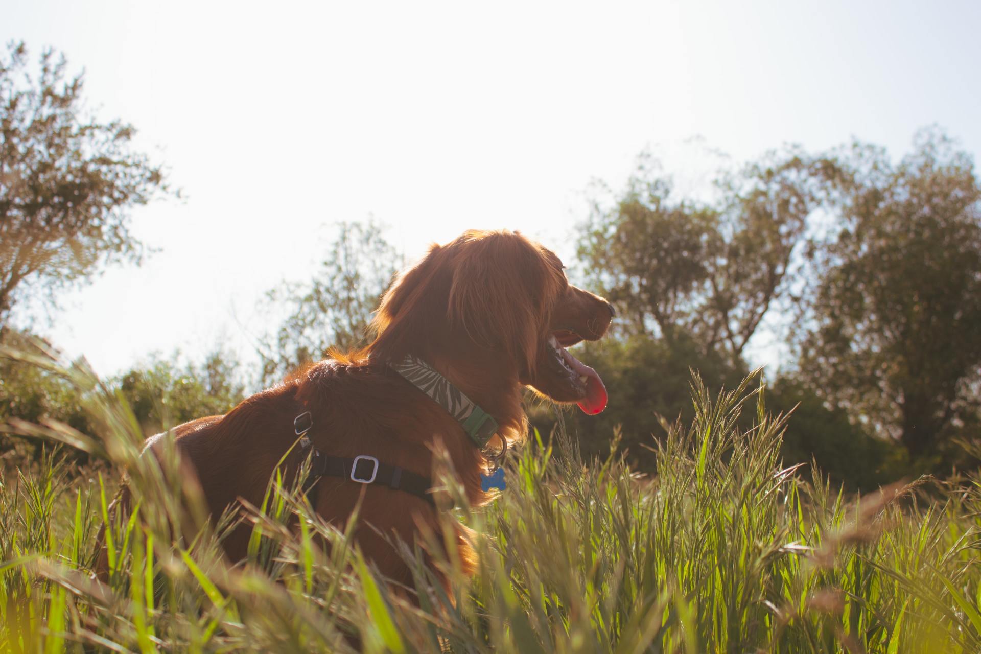 A dog is laying in the grass with a ball in its mouth.