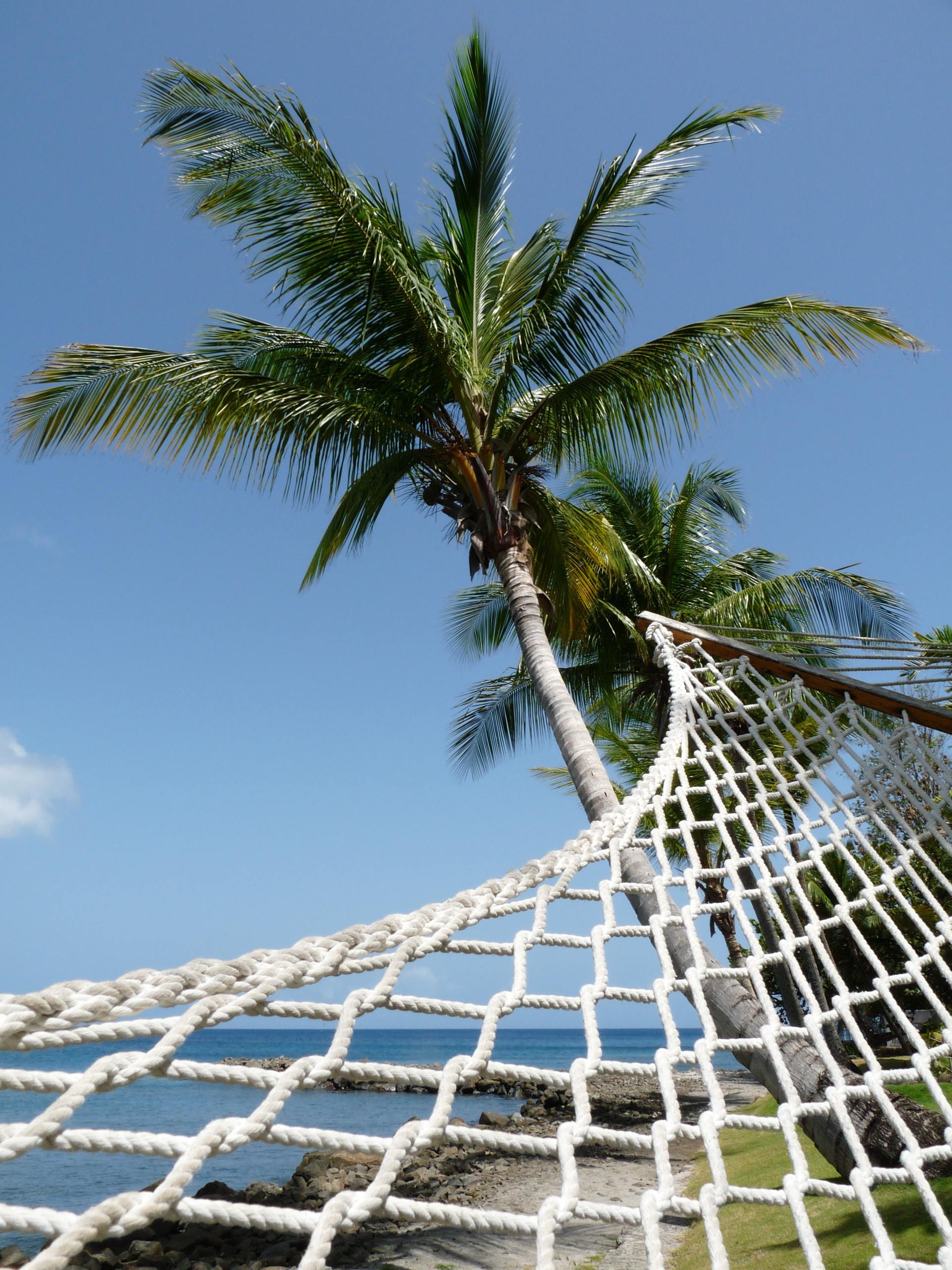 Hammock in foreground, palm tree and ocean in background, sunny day.