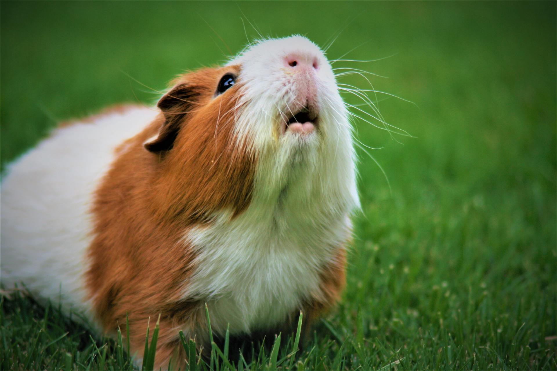 guinea pig sitting in grass