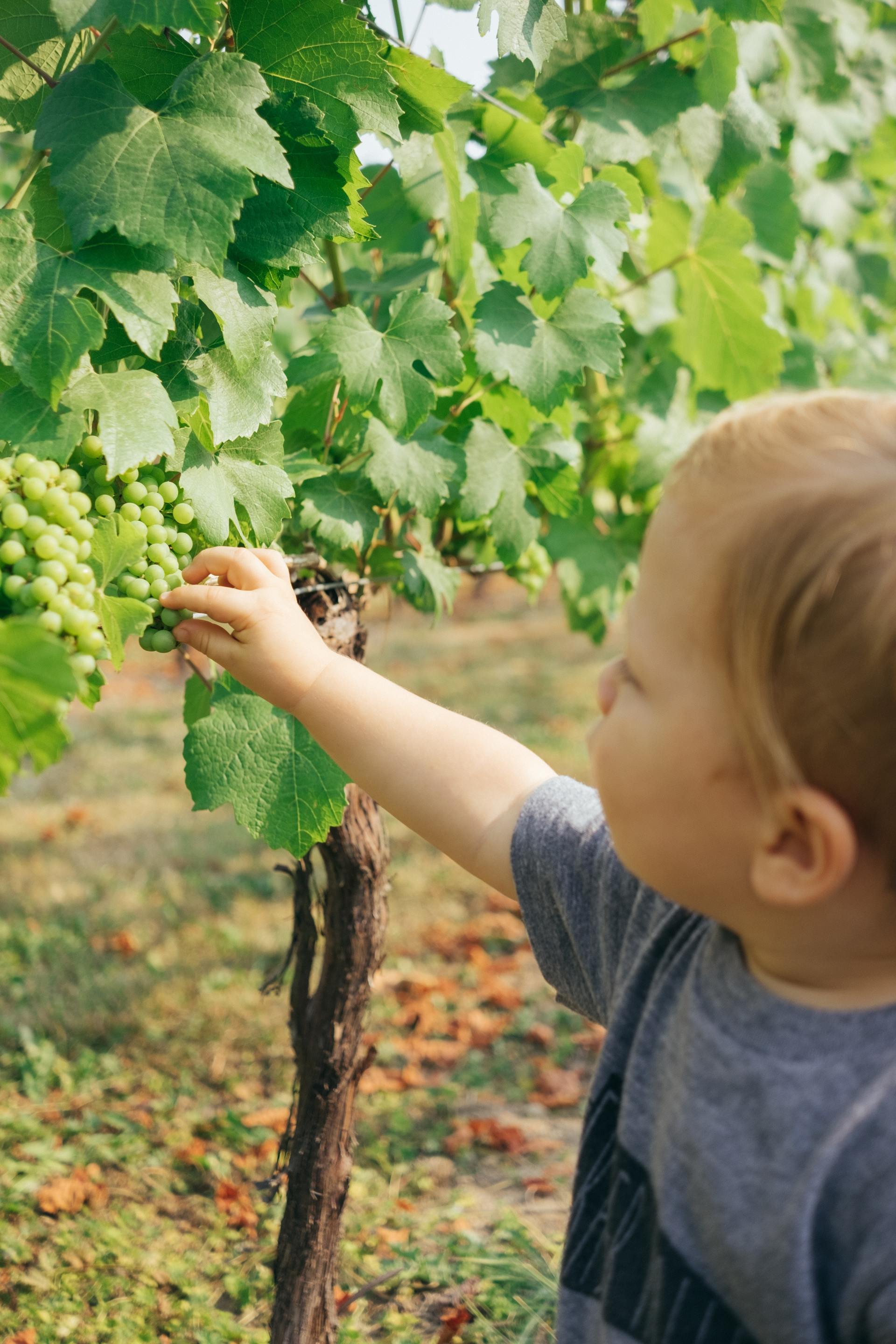 child picking fruit