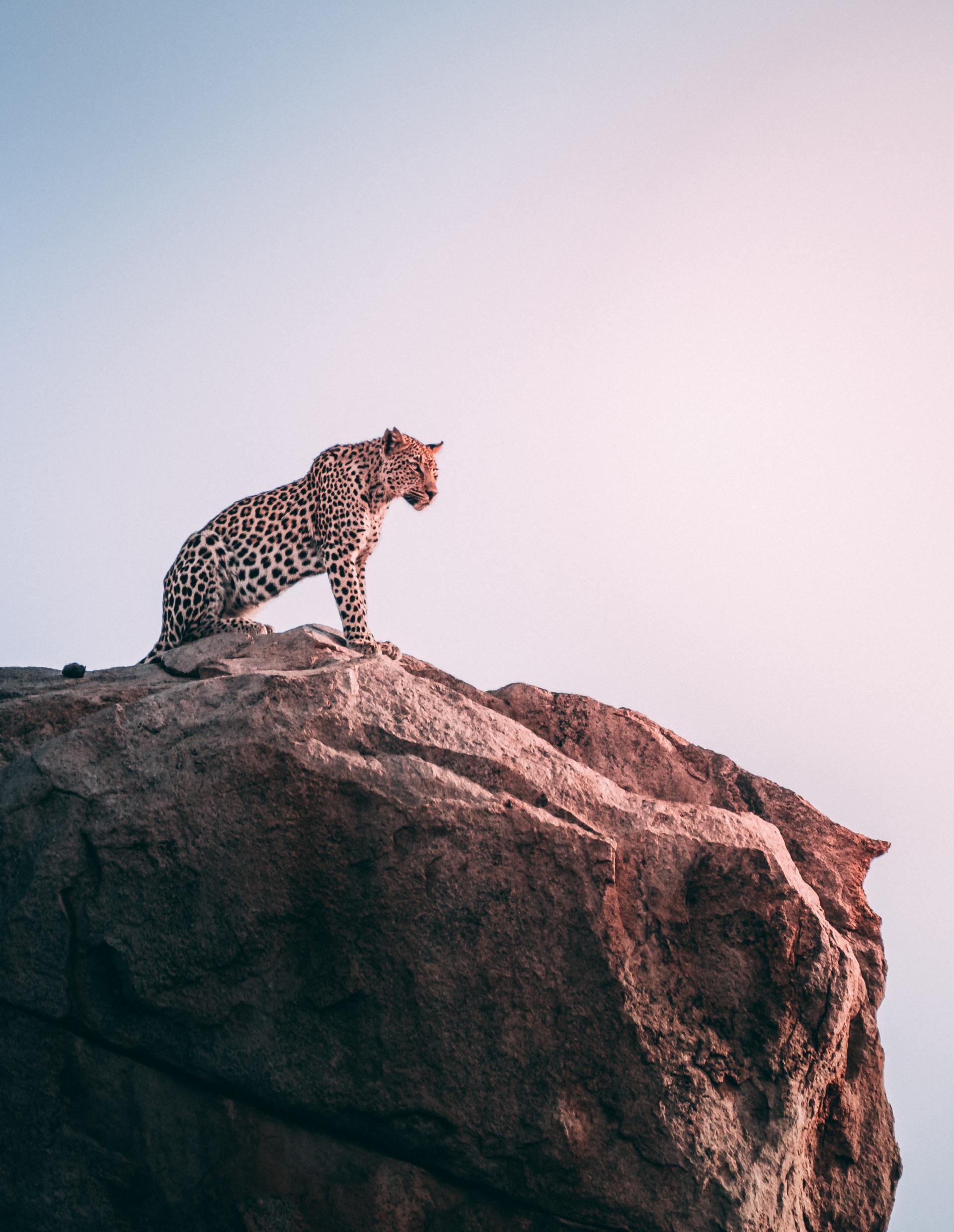 A leopard is standing on top of a large rock.