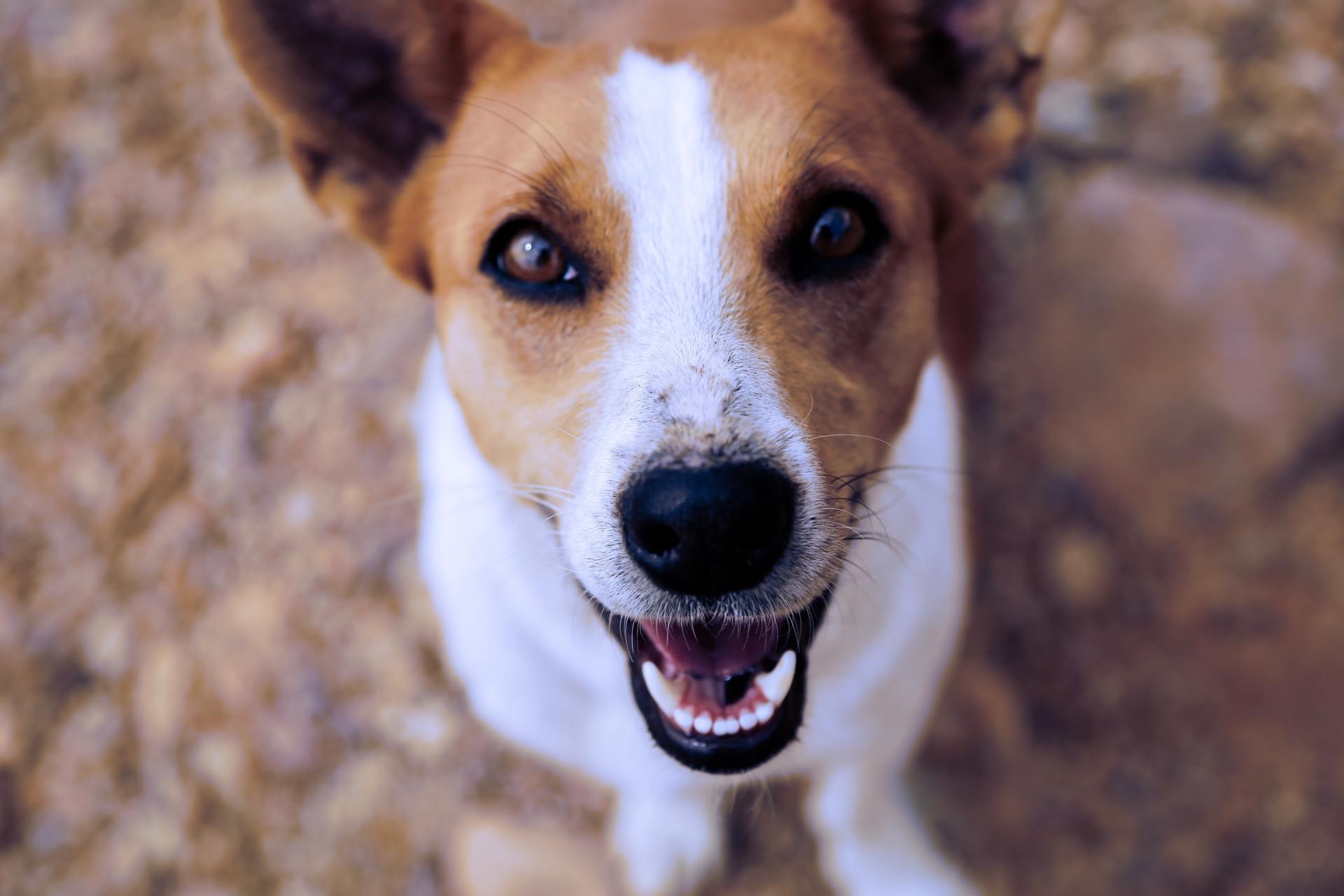 A brown and white dog is smiling and looking up at the camera.