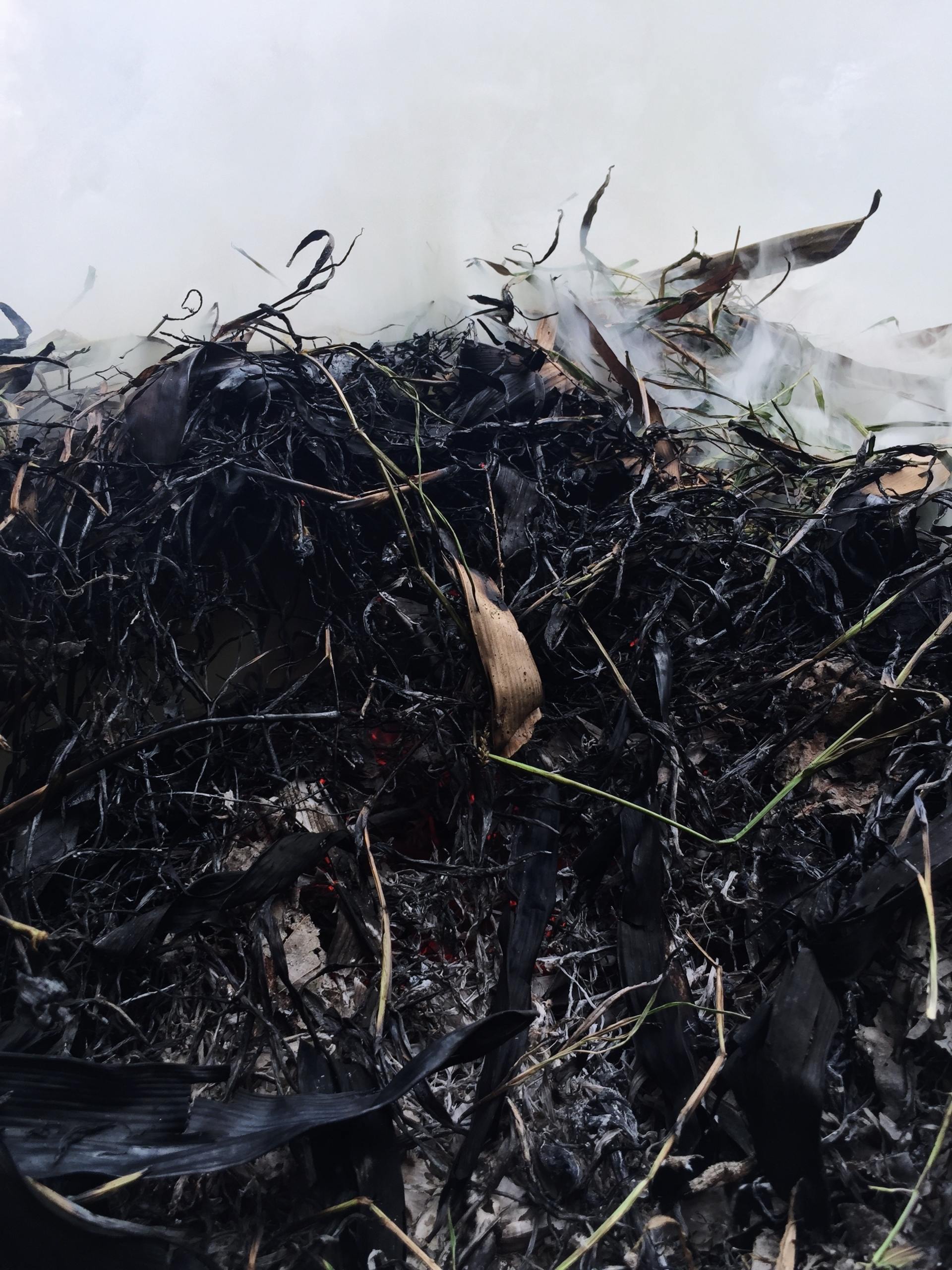  A close-up view of a pile of charred grass and weeds, showcasing the remnants of a recent fire.
