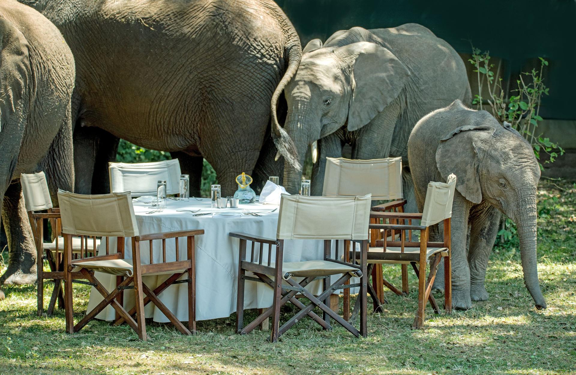 A group of elephants standing around a table and chairs