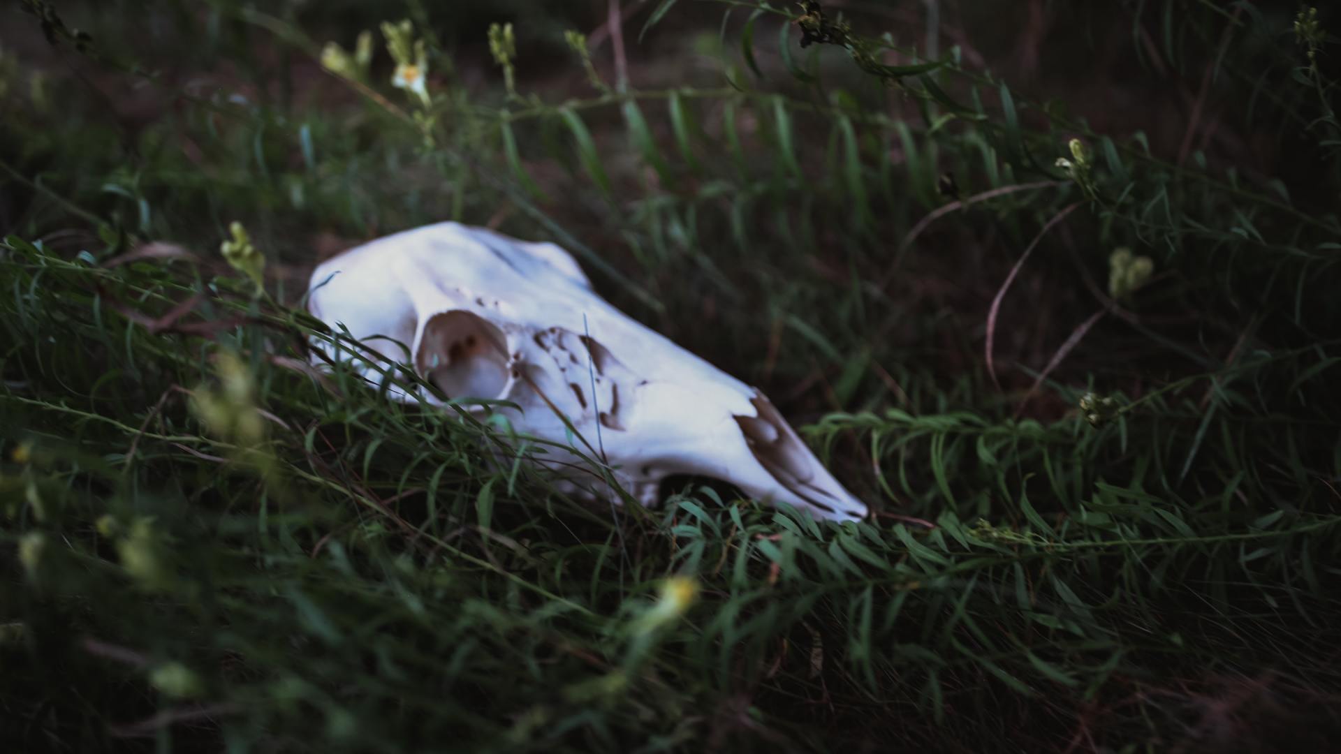 A white animal skull is laying in the grass.