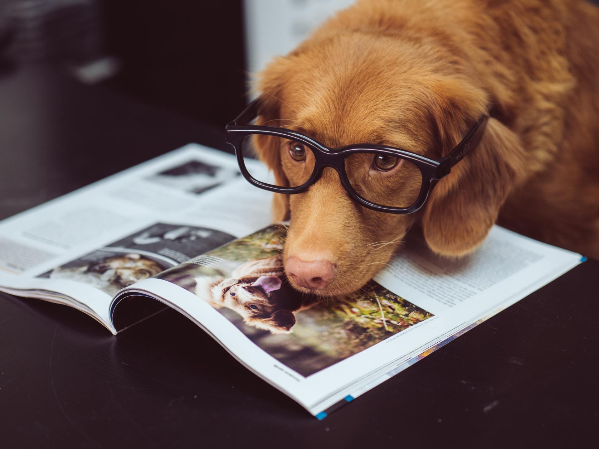Golden retriever with glasses on a magazine