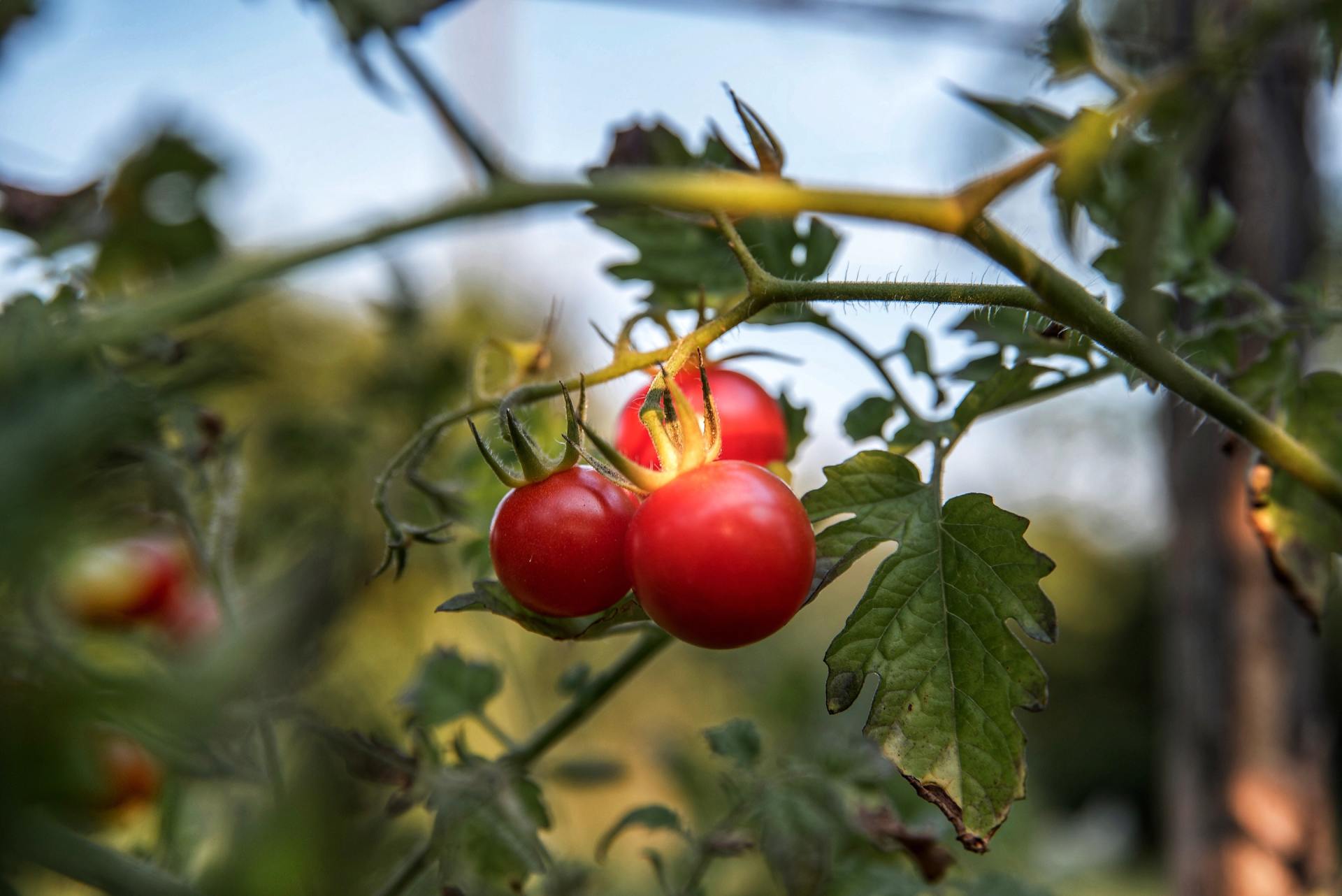 a bunch of red tomatoes hanging from a plant