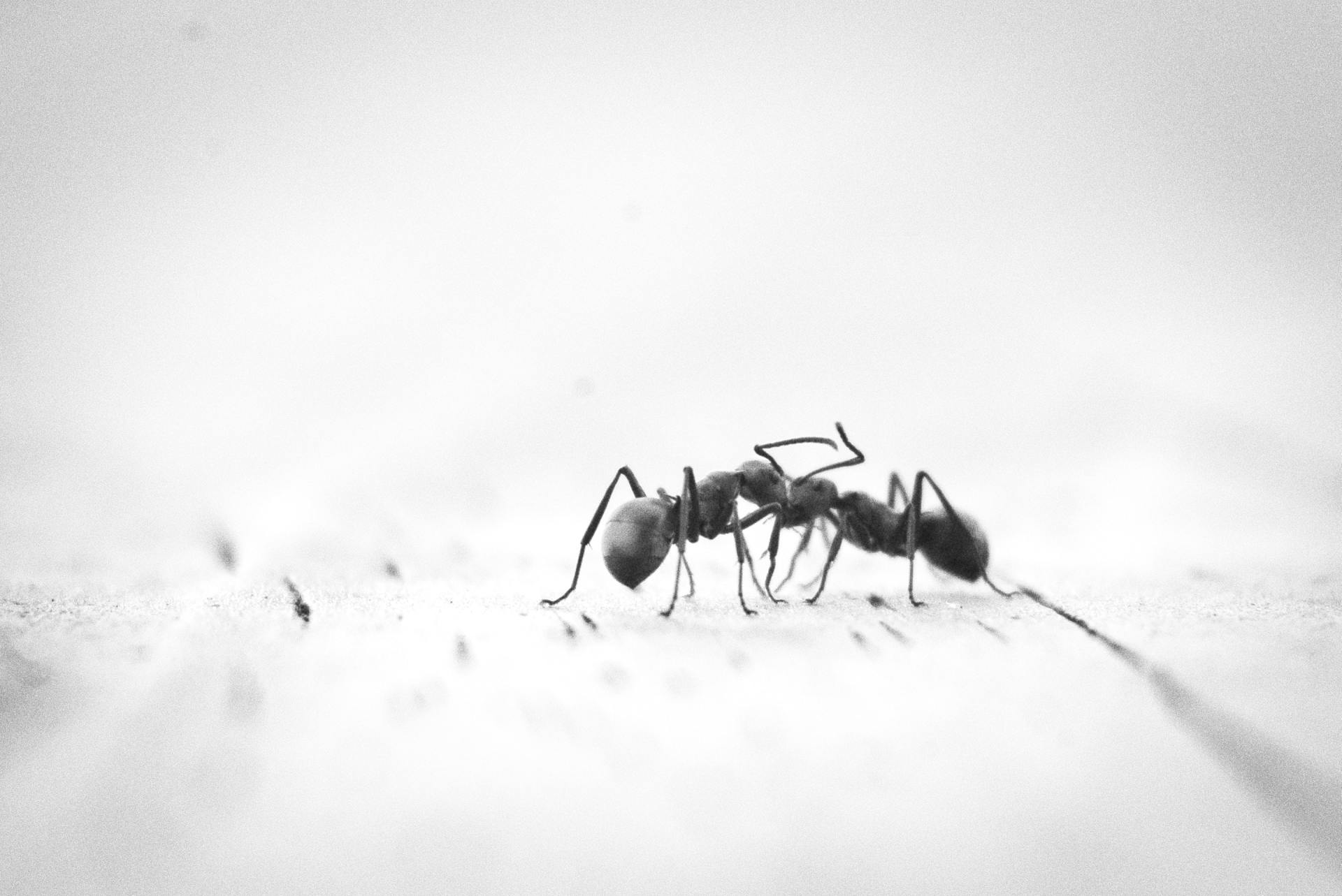 Get-Rid-Of-Ants-Georgetown