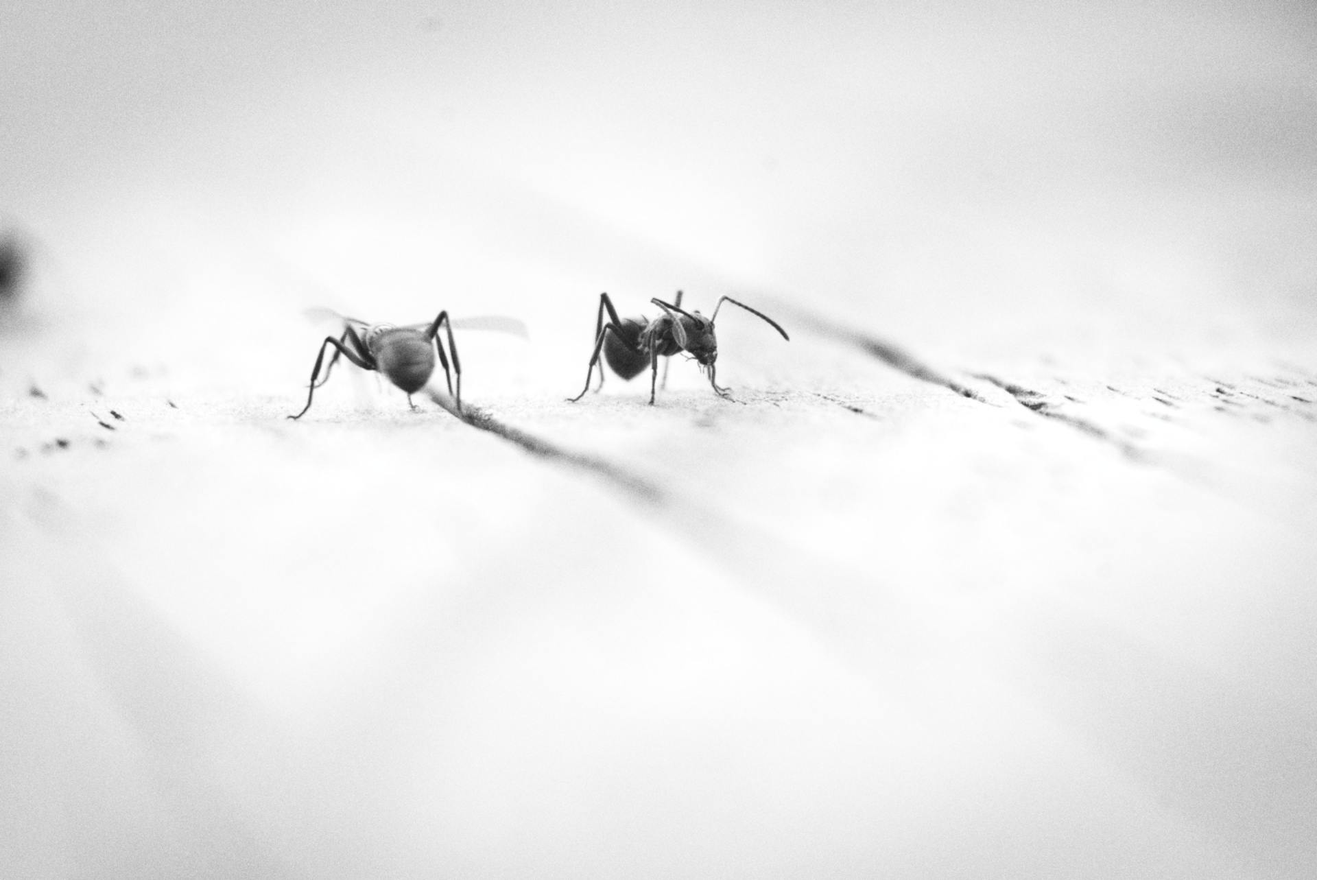 Get-Rid-Of-Ants