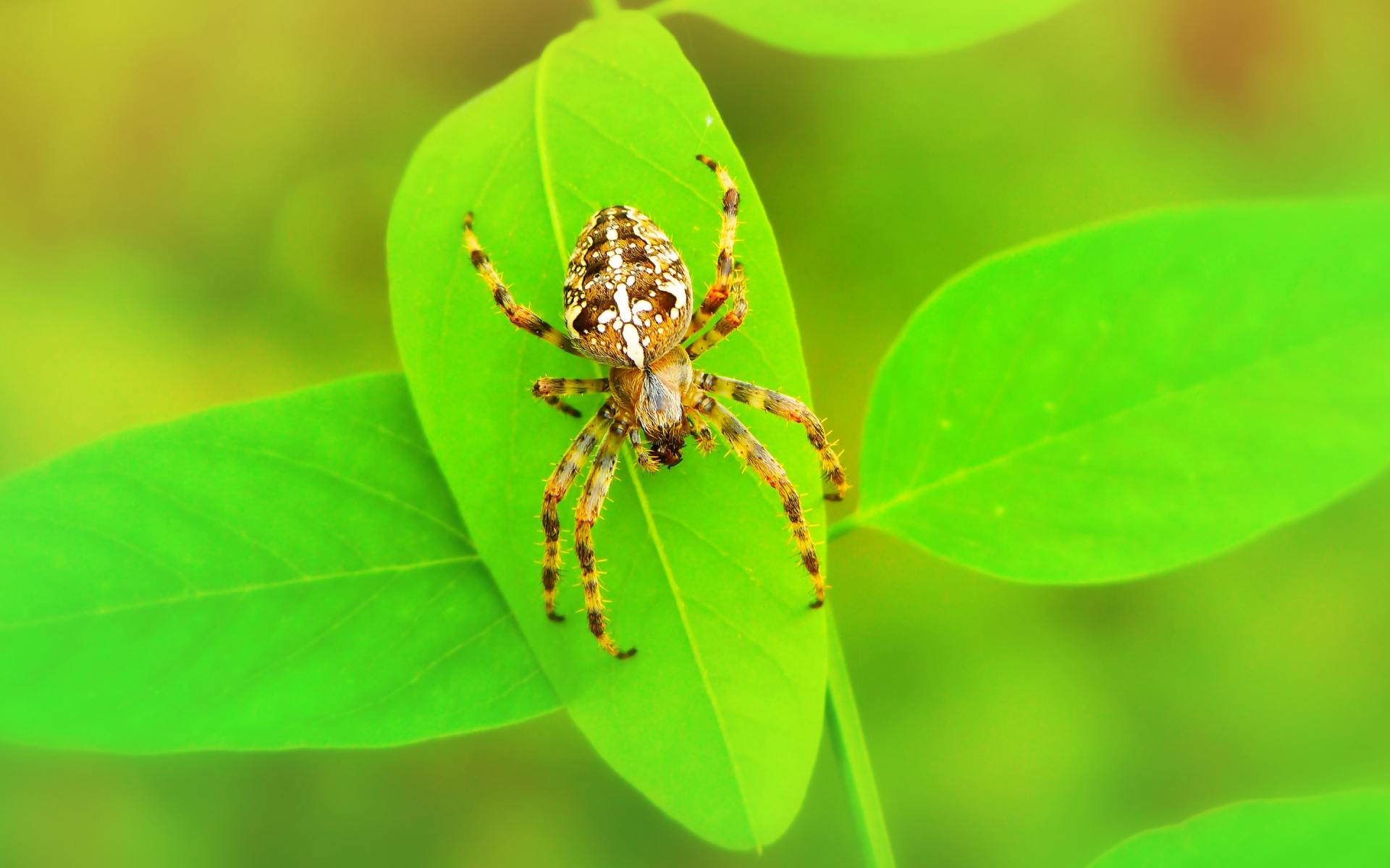 A spider is sitting on a green leaf.