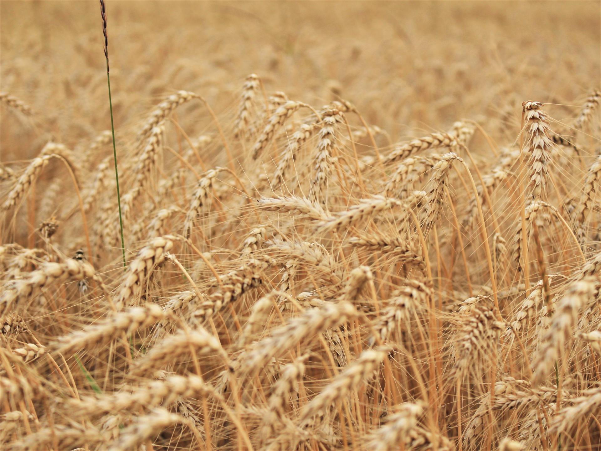 Glutenvrije snacks amersfoort hoogland
