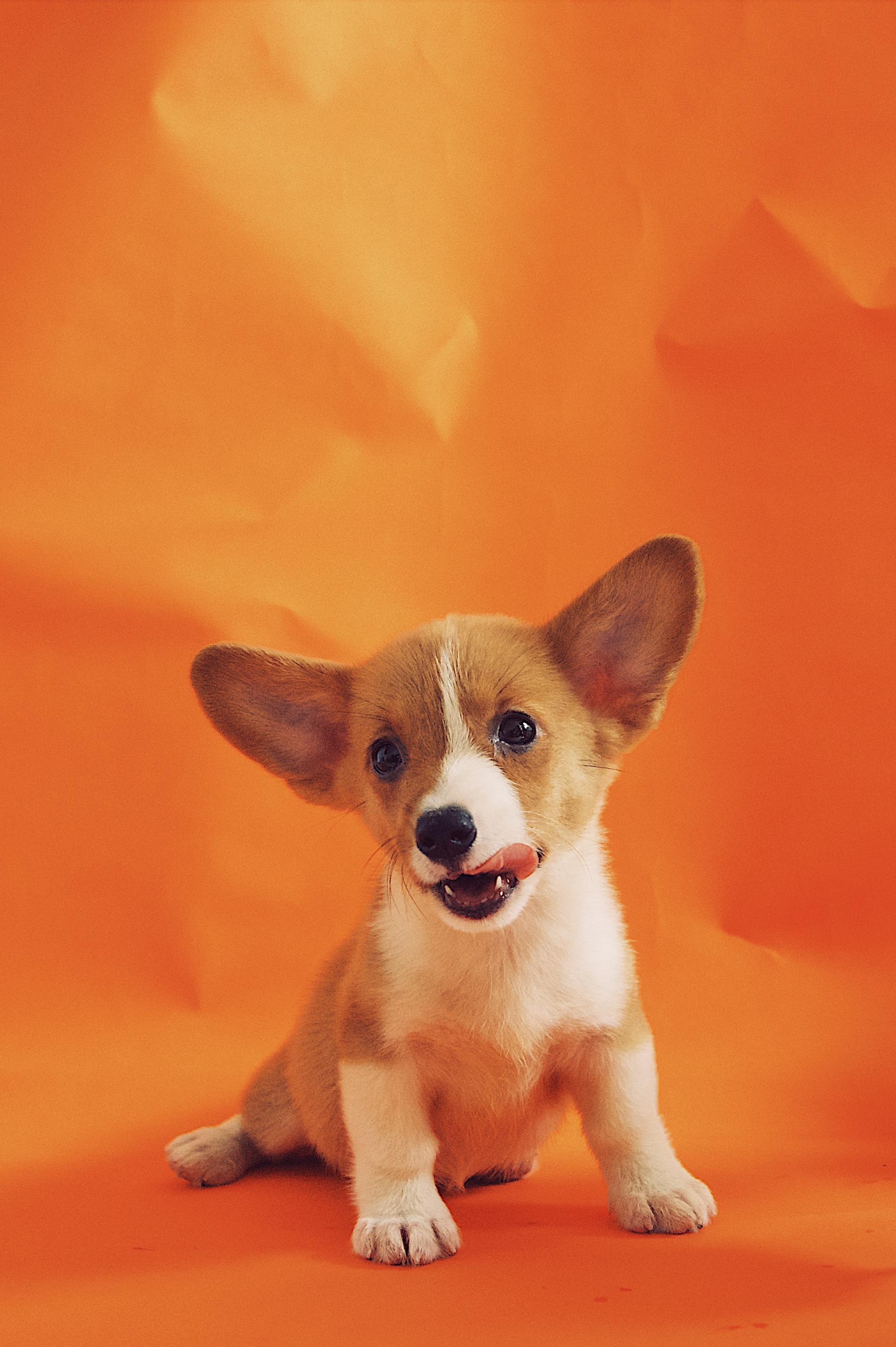 A brown and white corgi puppy is sitting on an orange background.