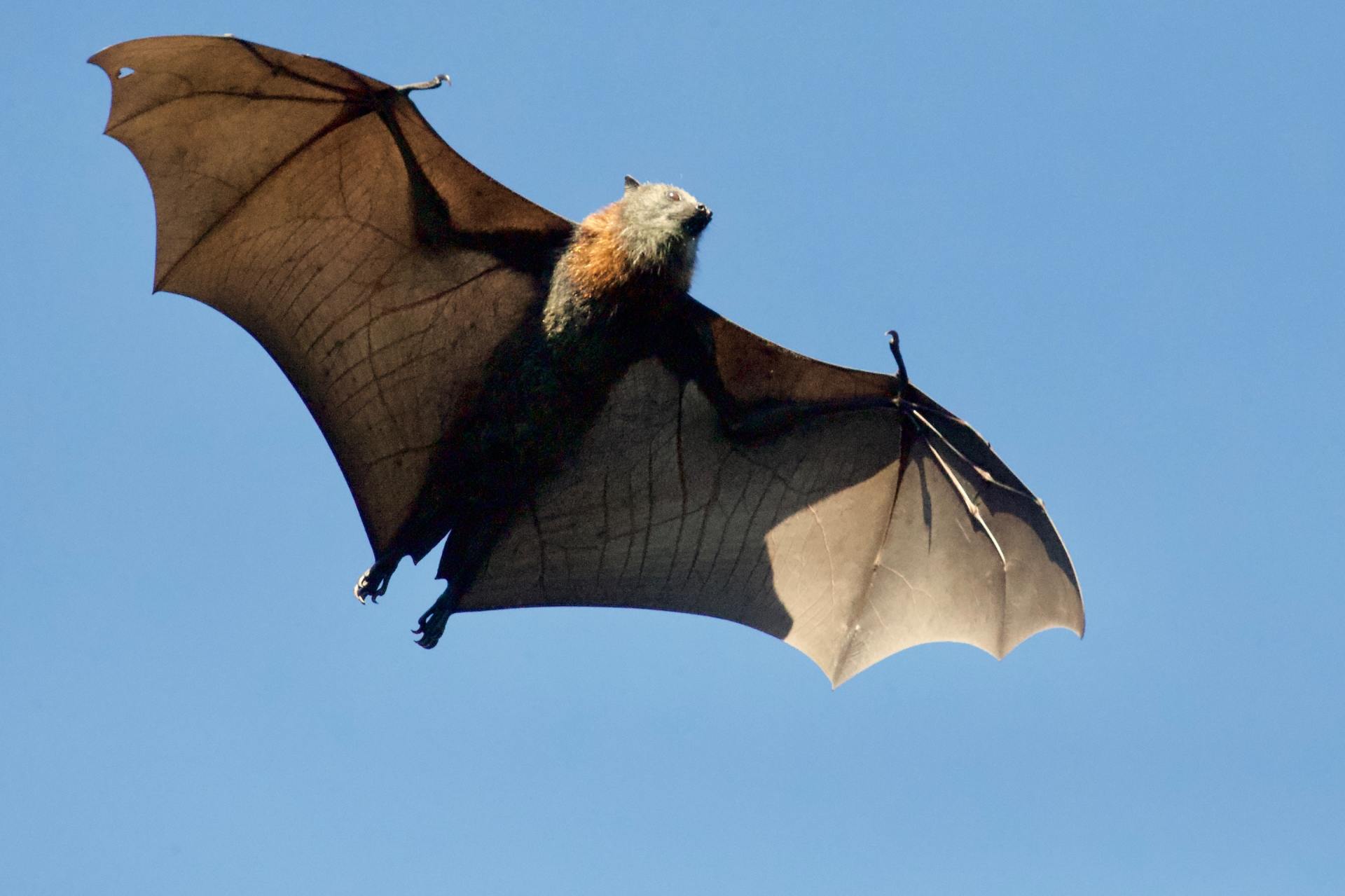 Keeping Your Home Bat Free