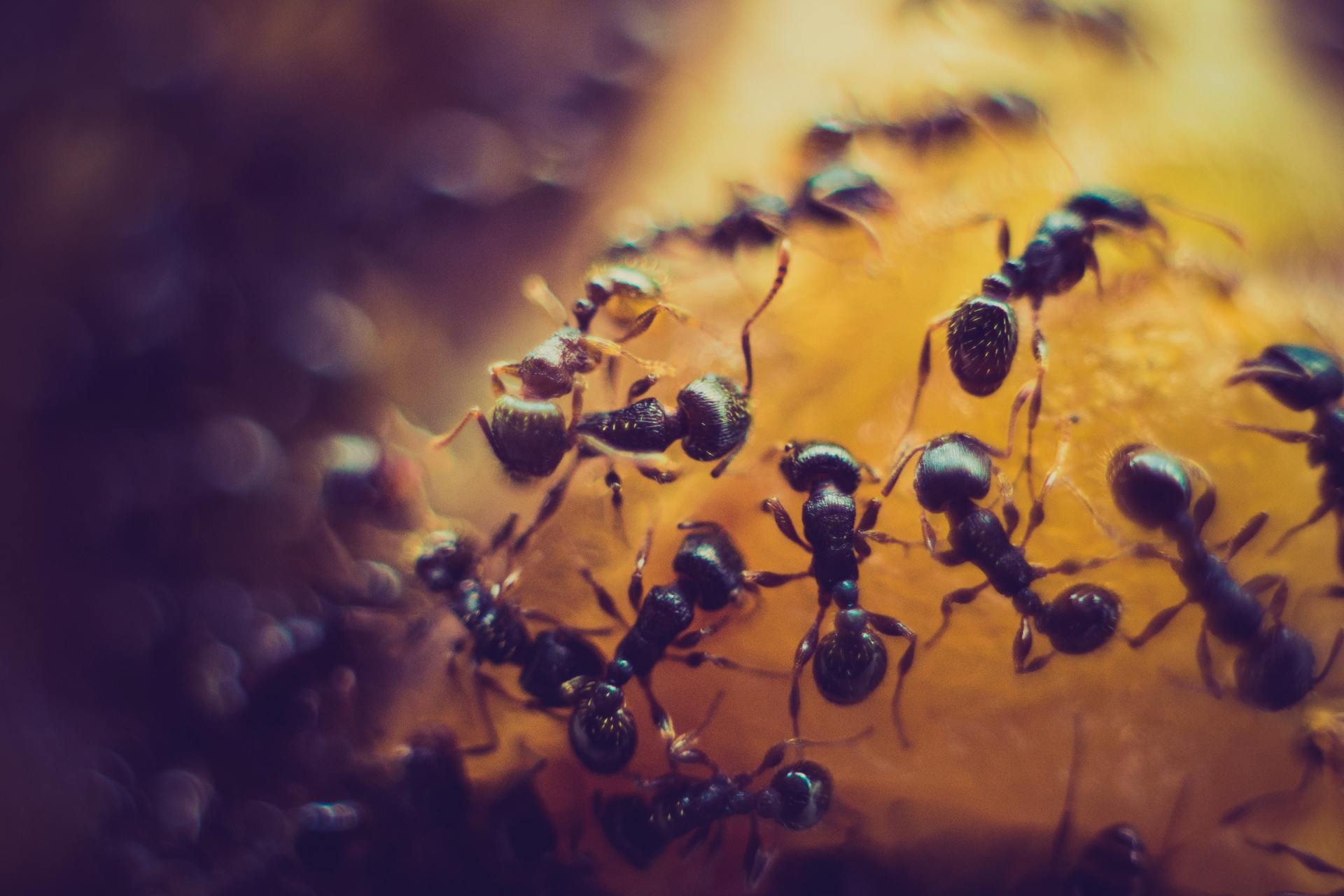 A group of black ants are crawling on a piece of food.