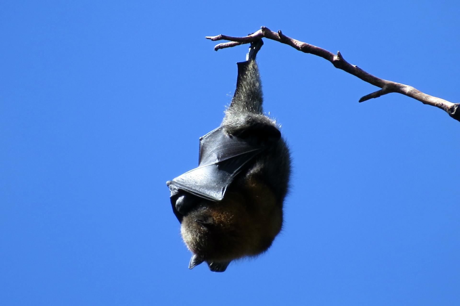 Removal of unwanted bats on property