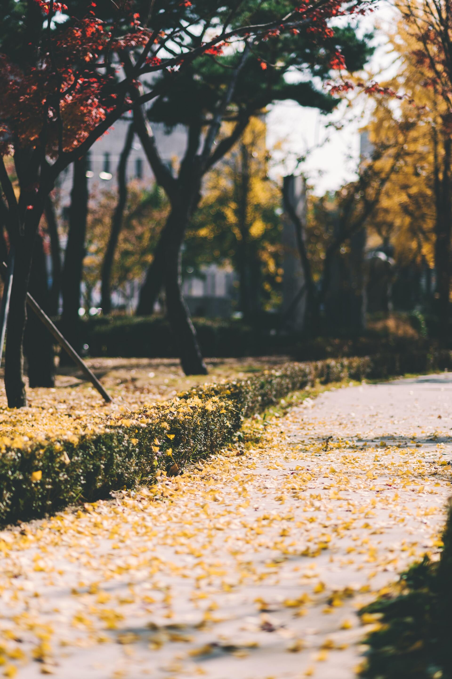 webster groves available homes | schindler homes | kirkwood, mo