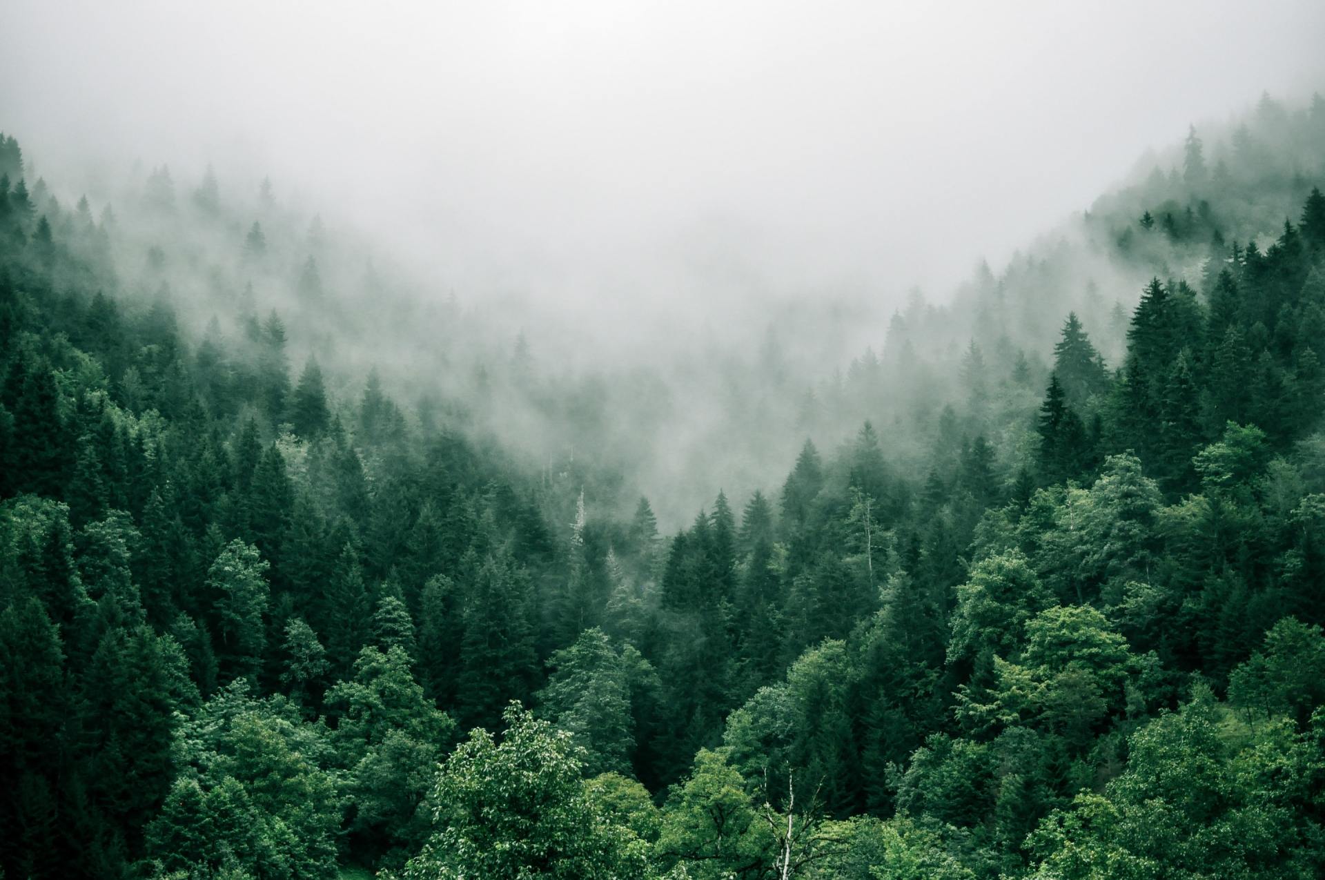 A foggy forest with trees and mountains in the background