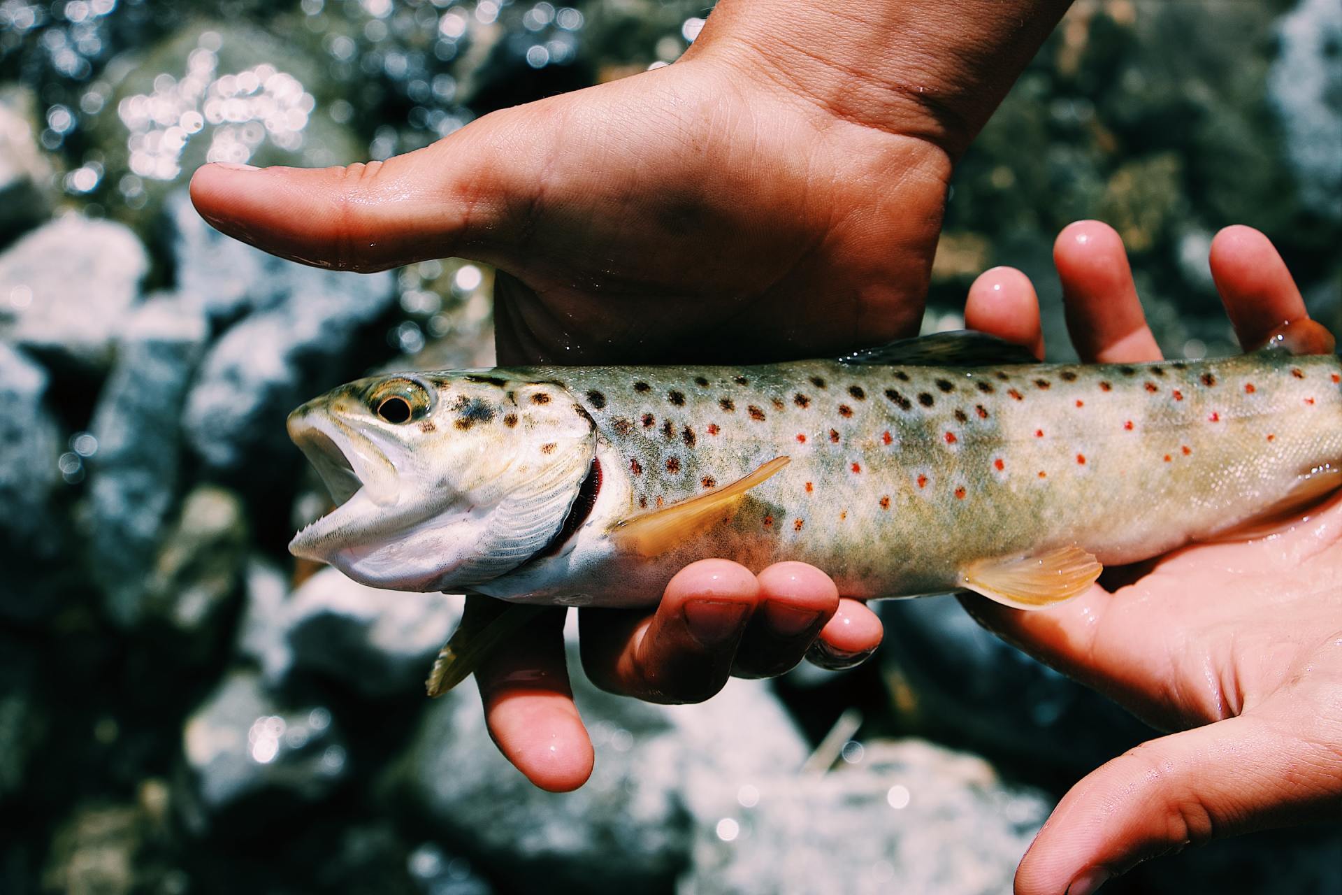 a person is holding a brown trout in their hands