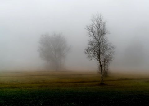 hazy bleak landscape with two barren trees